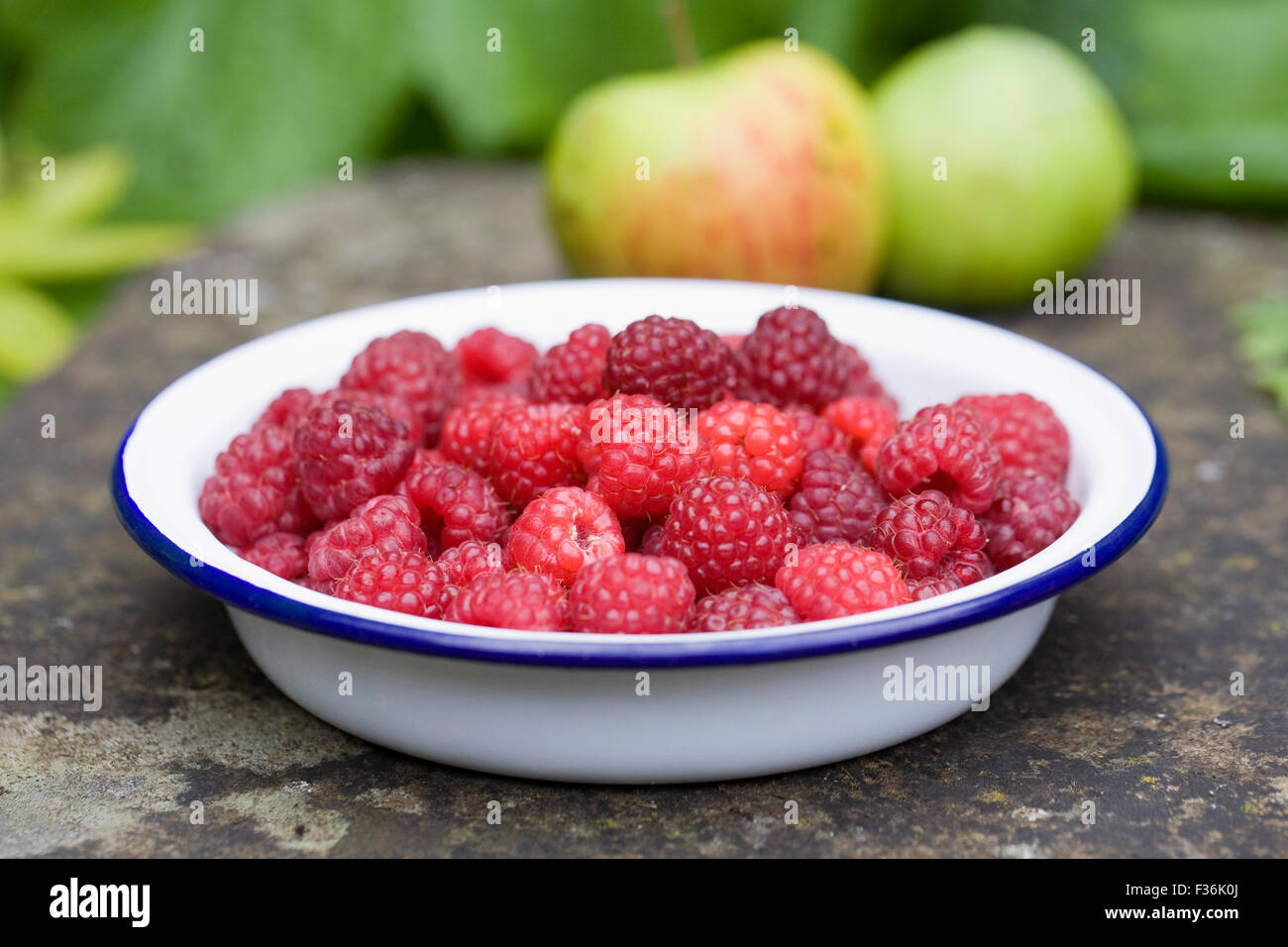 Rubus Idaeus 'Autumn Bliss'. Frisch gepflückt rote Beeren in einer Emaille-Schüssel. Stockfoto