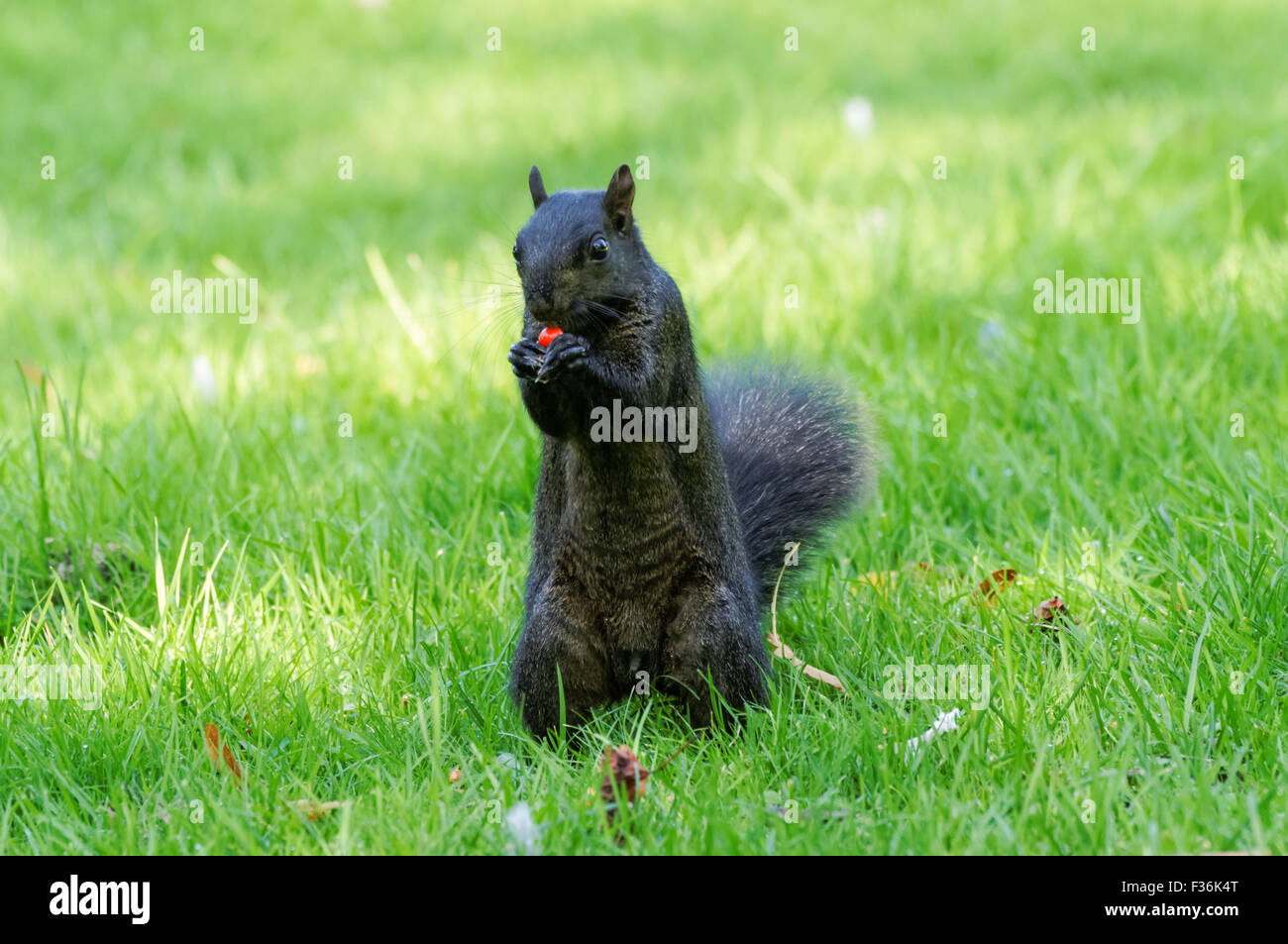Schwarzen Eichhörnchen - eine melanistische Farbvariante des grauen Eichhörnchens, Hitchin England Vereinigtes Königreich UK Stockfoto