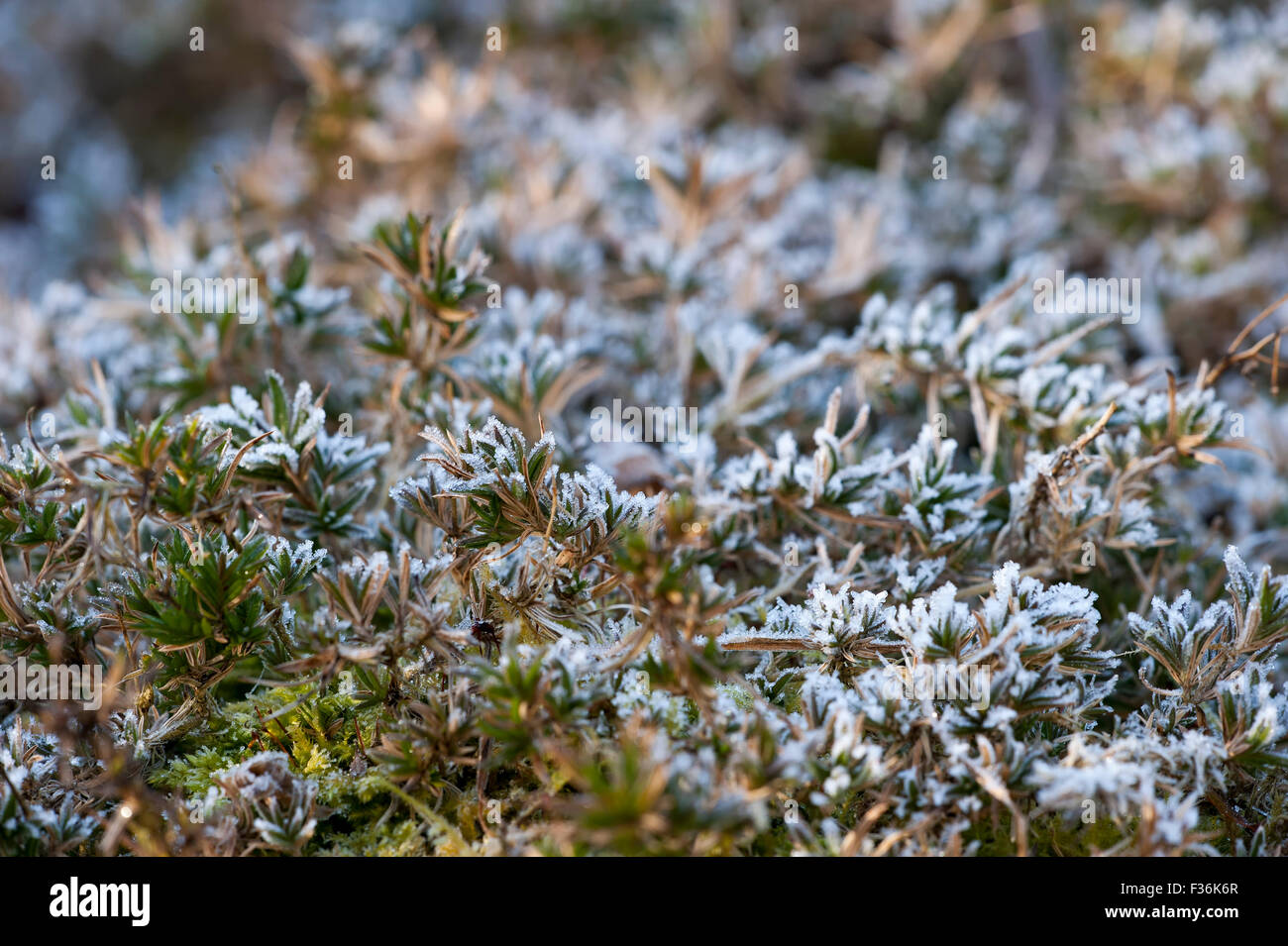 Gefrorene Pflanzen auf dem Waldboden im winter Stockfoto