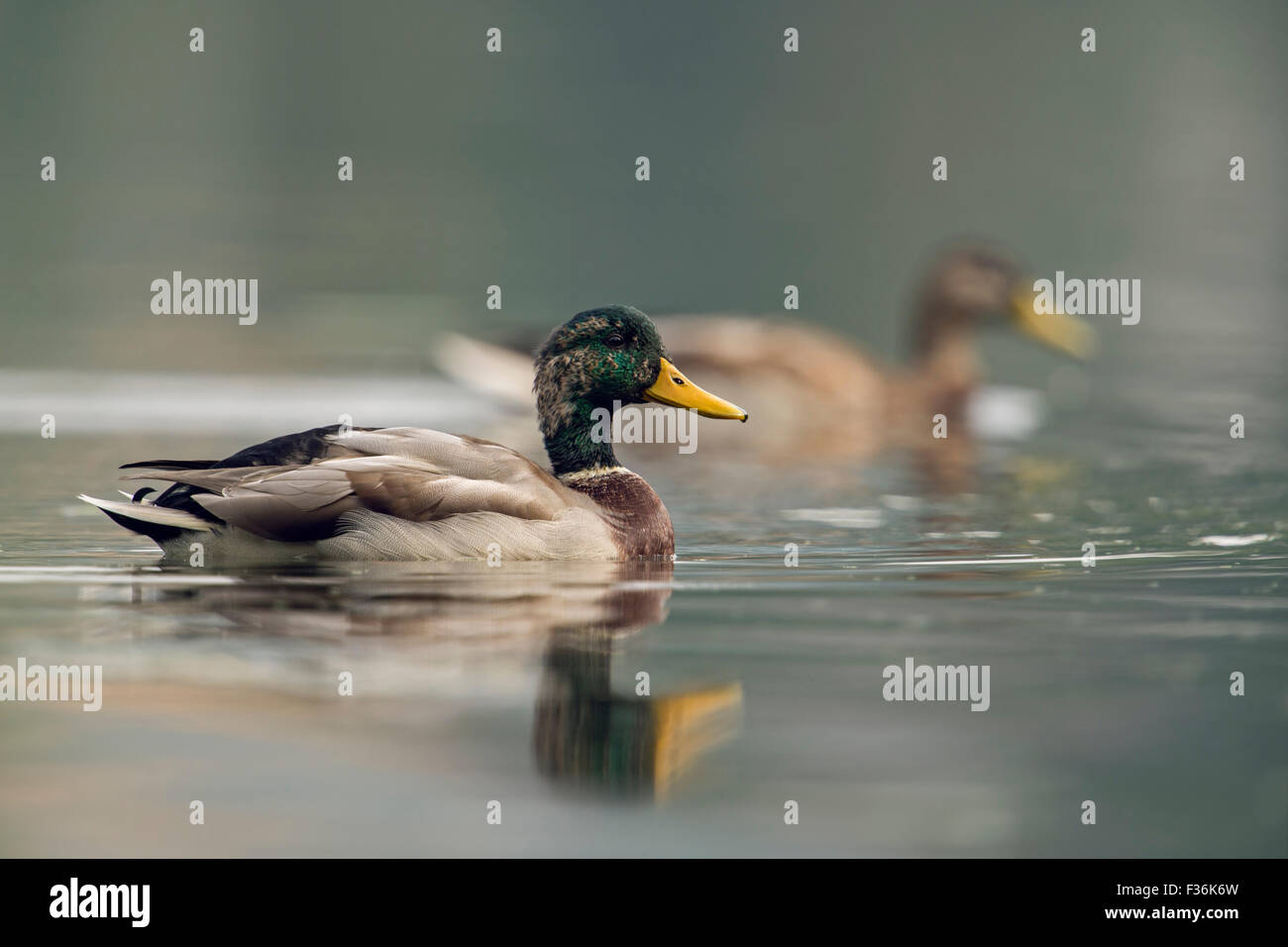 Paare Mallard / Wilde Enten / Stockenten ( Anas platyrhynchos ), die ihr Gefieder maulend schwimmen, Wildtiere, Europa. Stockfoto