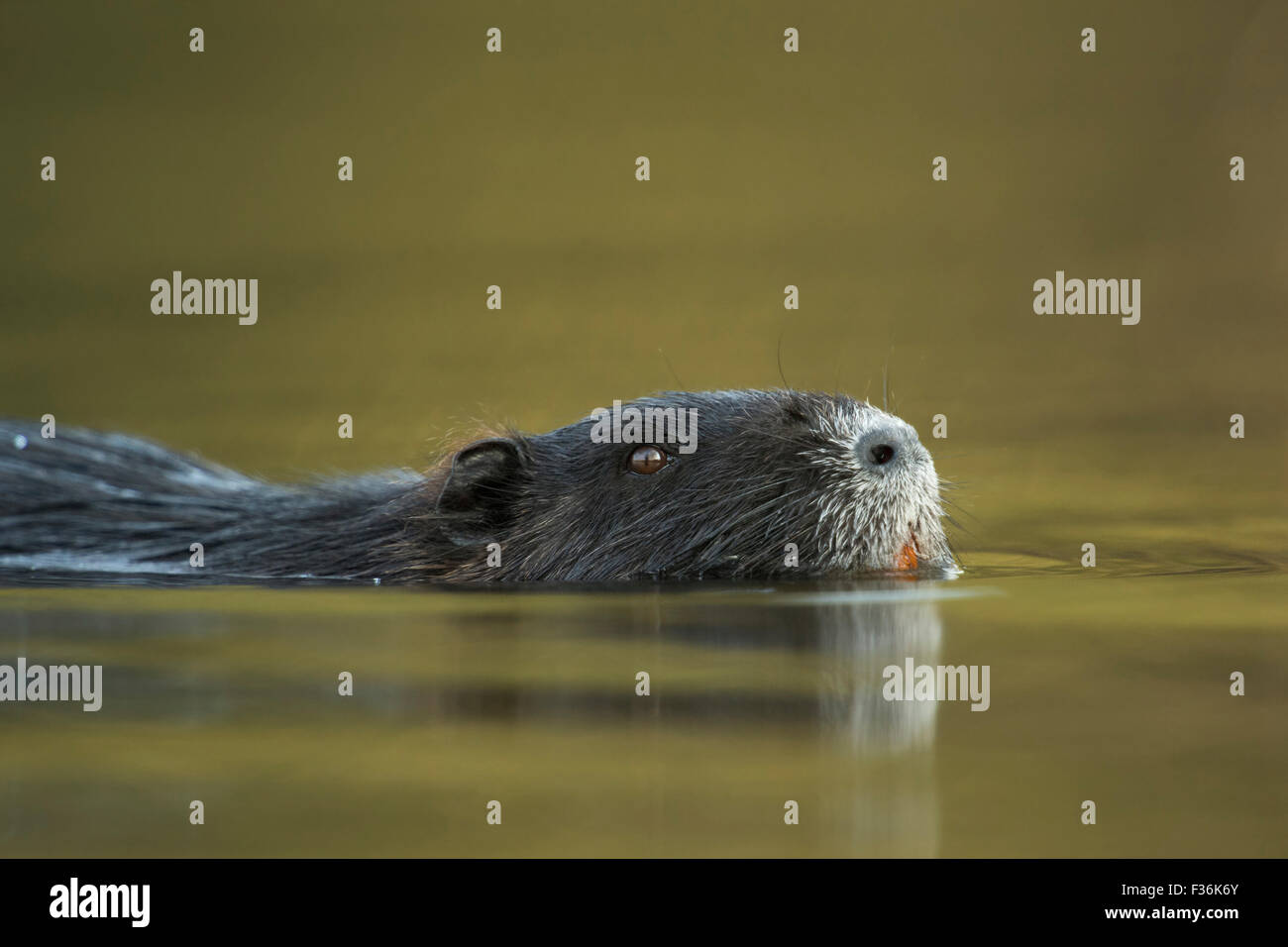 Kopfporträt eines Coypu / Flussratte / Nutria ( Myocastor coypus ), invasives Tier, das in der Nähe durch schönes farbiges Wasser schwimmt, Tierwelt, Europa. Stockfoto