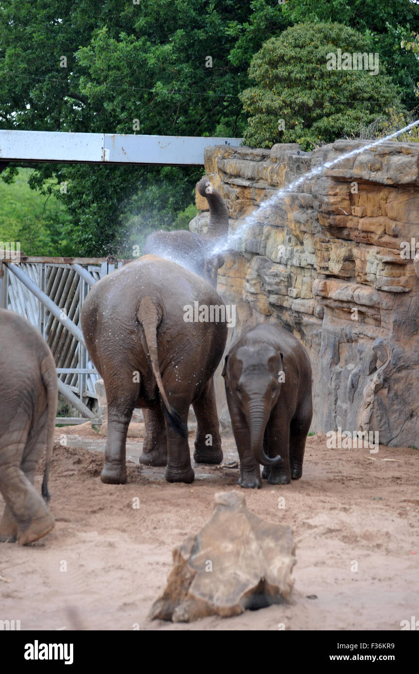 Elefanten sind im Zoo von Chester heiß tagsüber kühl aufbewahrt werden abgespritzt. Stockfoto