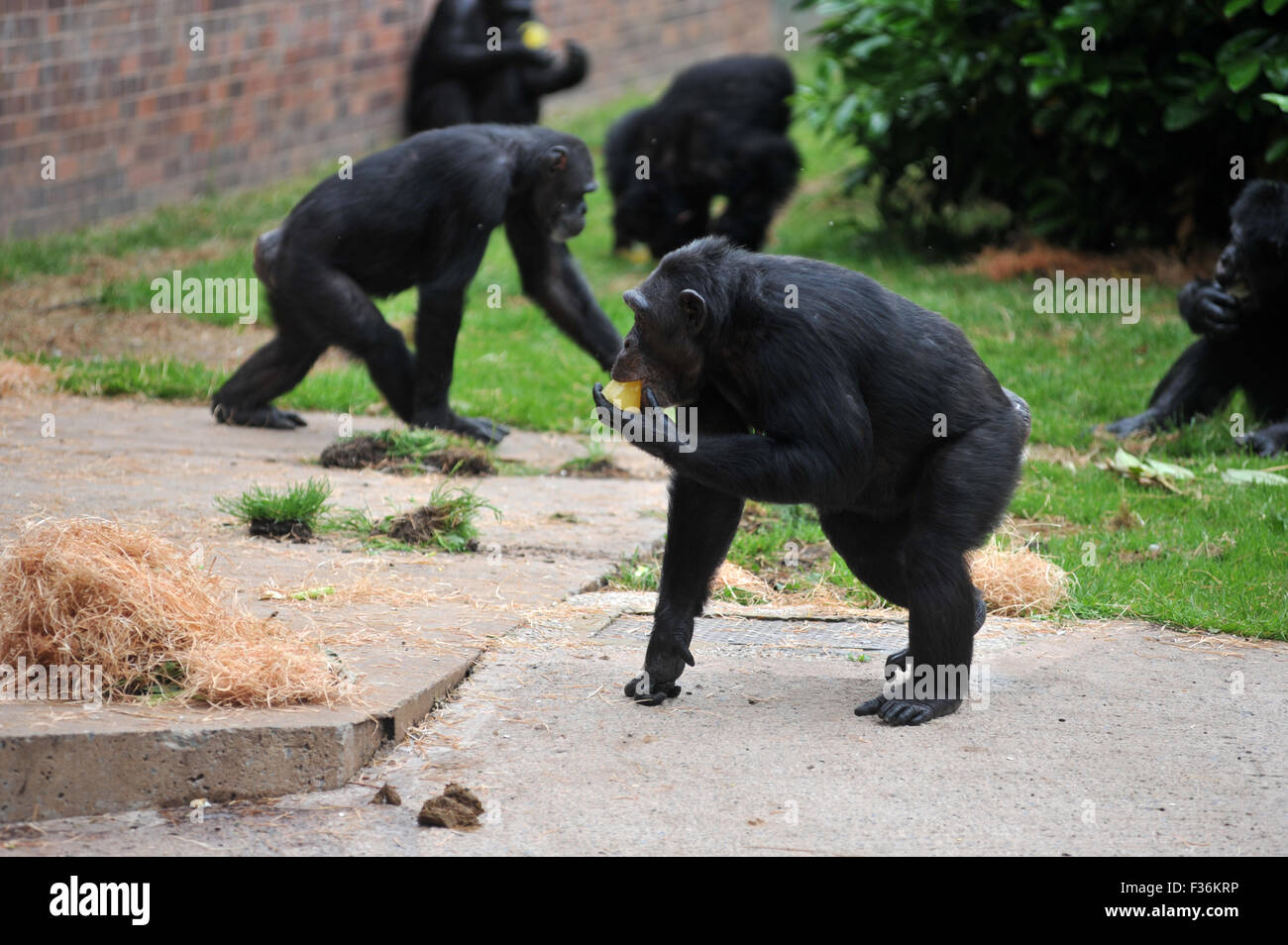 Affen, die Abkühlung im Hitzewelle im Zoo von Chester mit Eis am Stiehl Stockfoto
