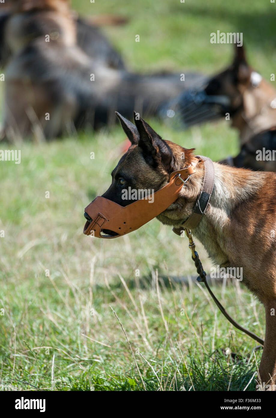 Das Bild zeigt einen Maulkorb tragen Wachmann Hunde während den Gehorsam und Kontrolle Test der Arbeitsgruppe Sicherheit Hund Wettbewerb. Stockfoto