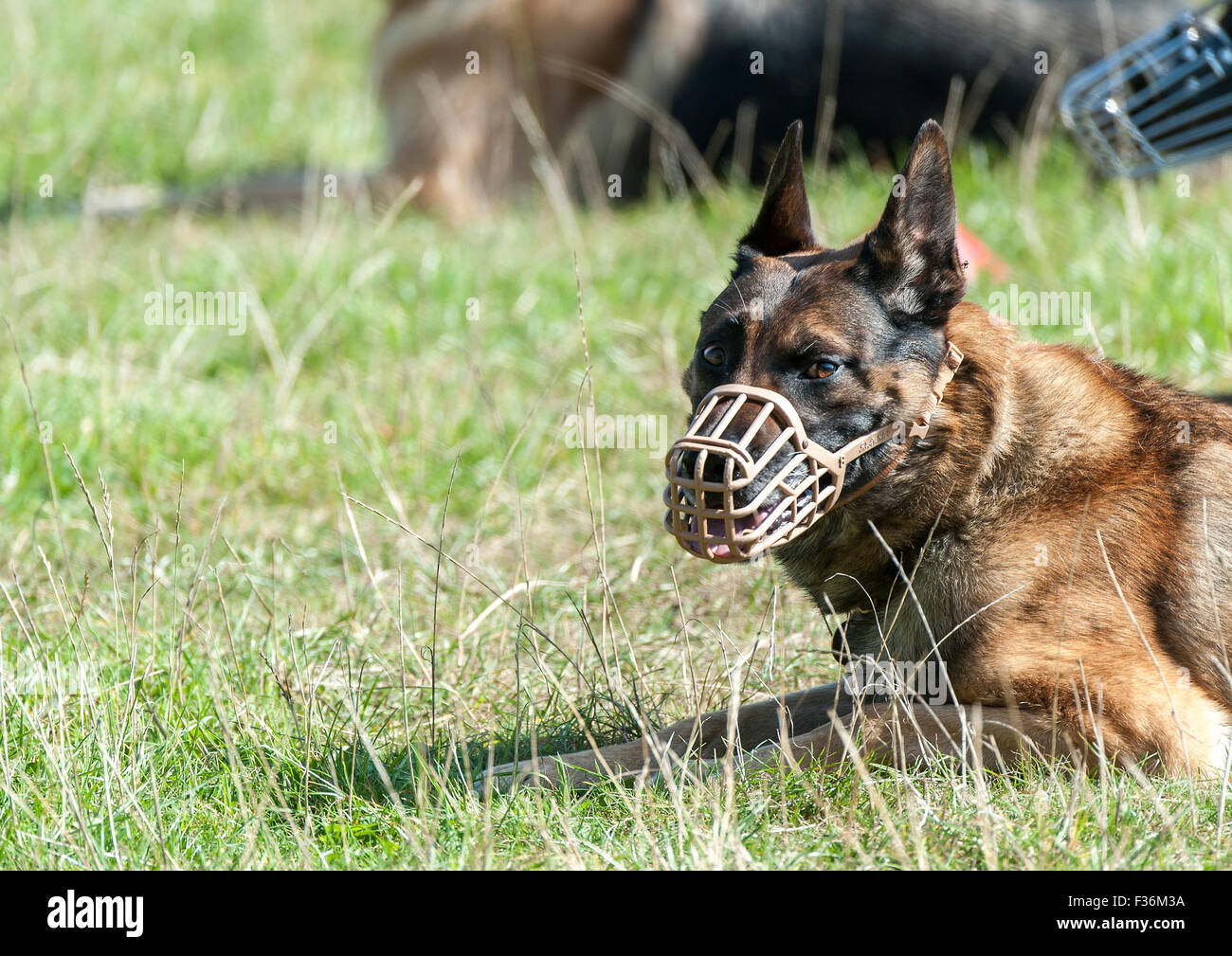 Das Bild zeigt einen Maulkorb tragen Wachmann Hunde während den Gehorsam und Kontrolle Test der Arbeitsgruppe Sicherheit Hund Wettbewerb. Stockfoto