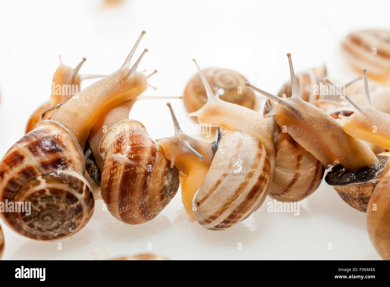 Gestreifte Schnecke auf weißem Hintergrund Stockfoto