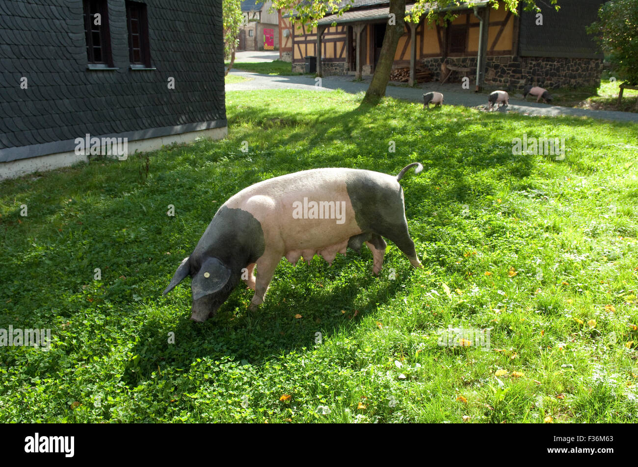 Sattelschwein, Deutsche, Nutztierrasse Stockfoto
