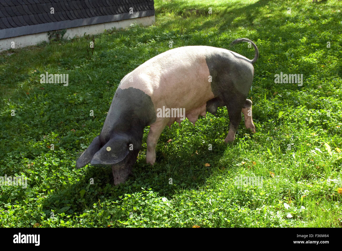 Sattelschwein, Deutsche, Nutztierrasse Stockfoto