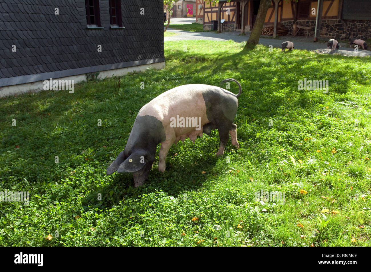 Sattelschwein, Deutsche, Nutztierrasse Stockfoto