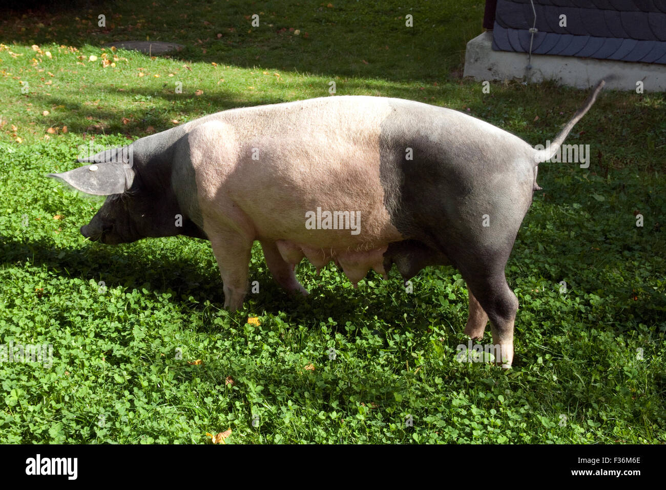 Sattelschwein, Deutsche, Nutztierrasse Stockfoto