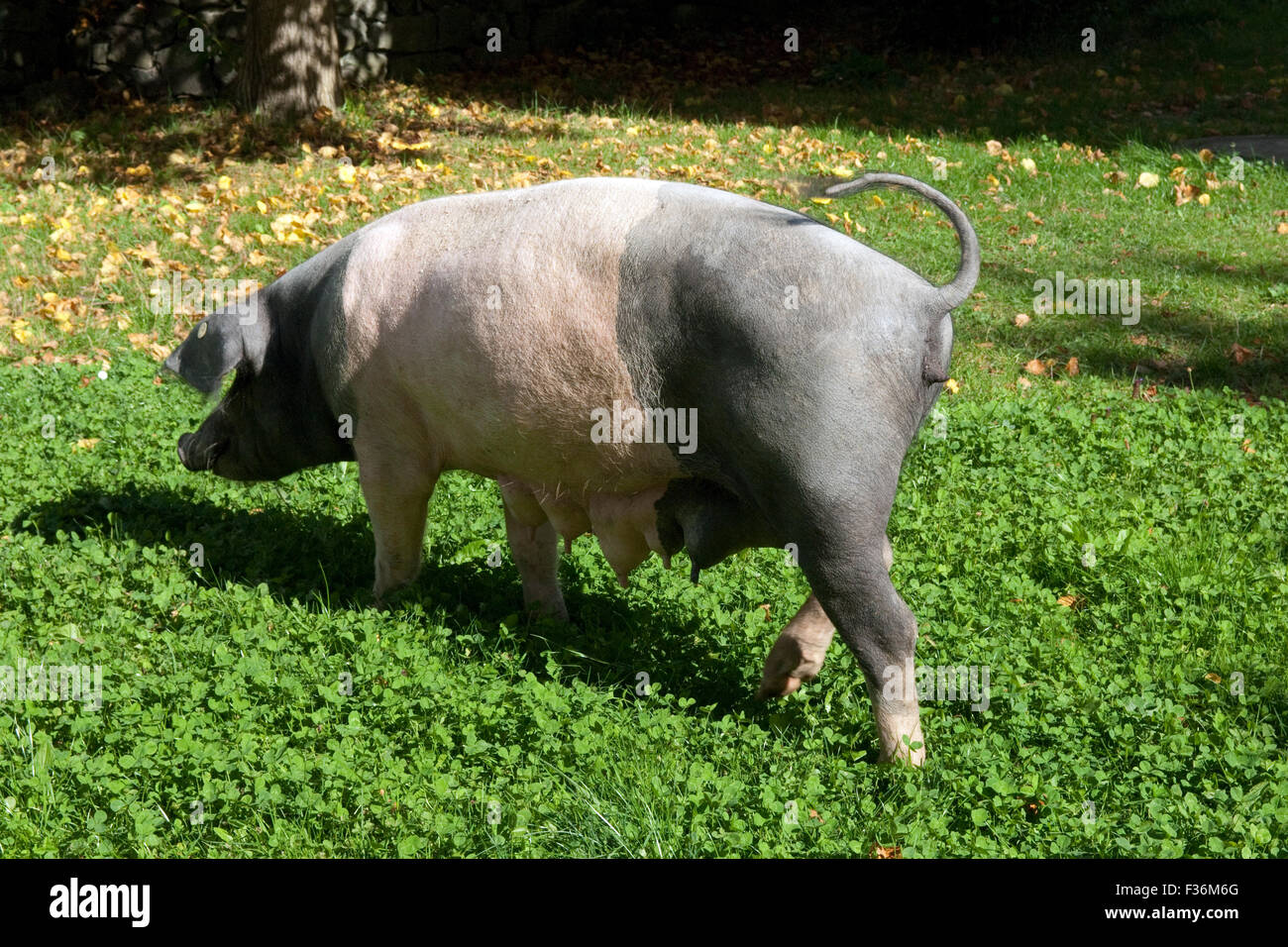 Sattelschwein, Deutsche, Nutztierrasse Stockfoto