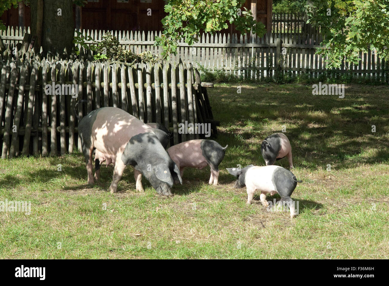 Sattelschwein, Deutsche, Nutztierrasse Stockfoto