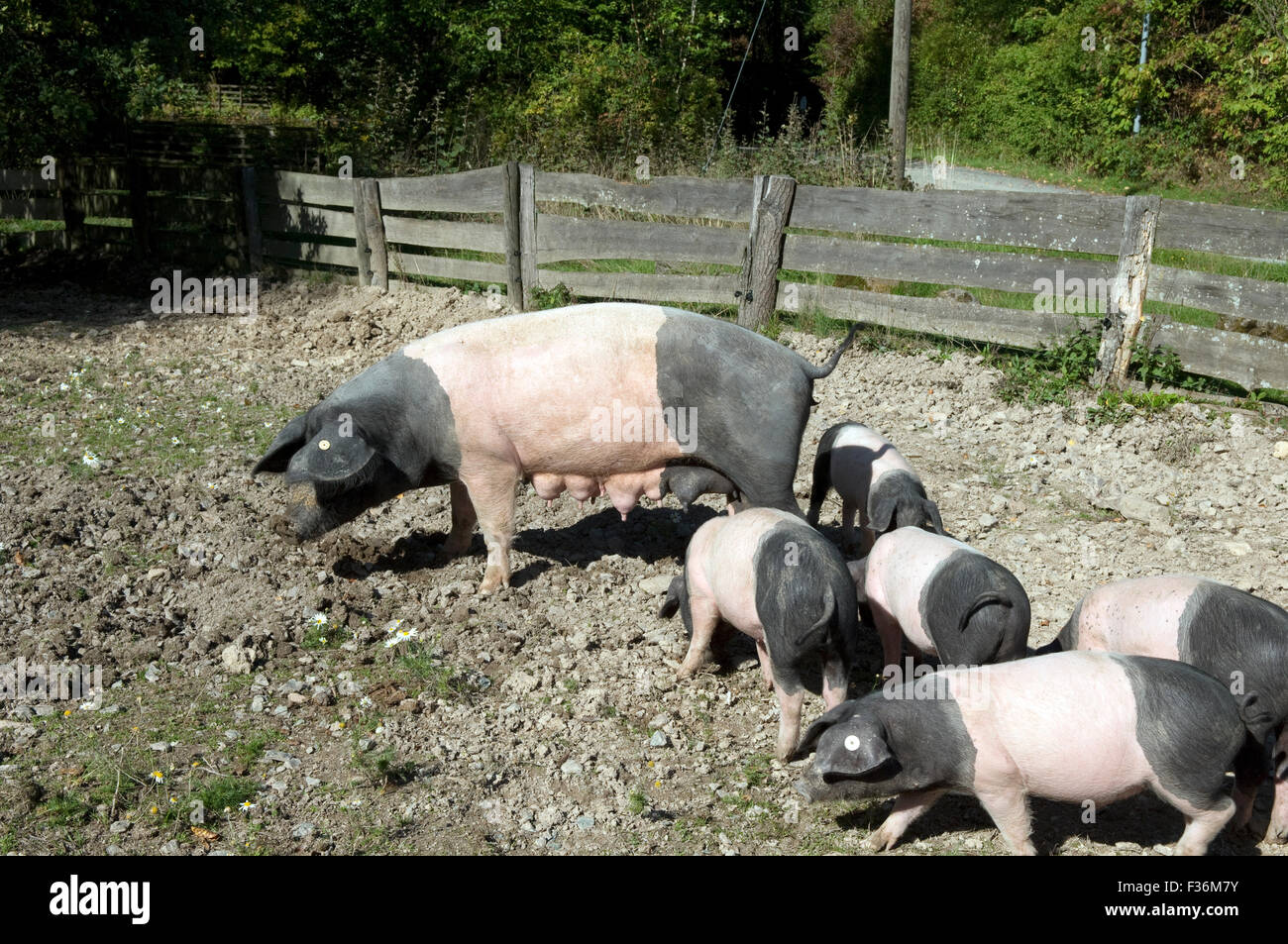 Sattelschwein, Deutsche, Nutztierrasse Stockfoto