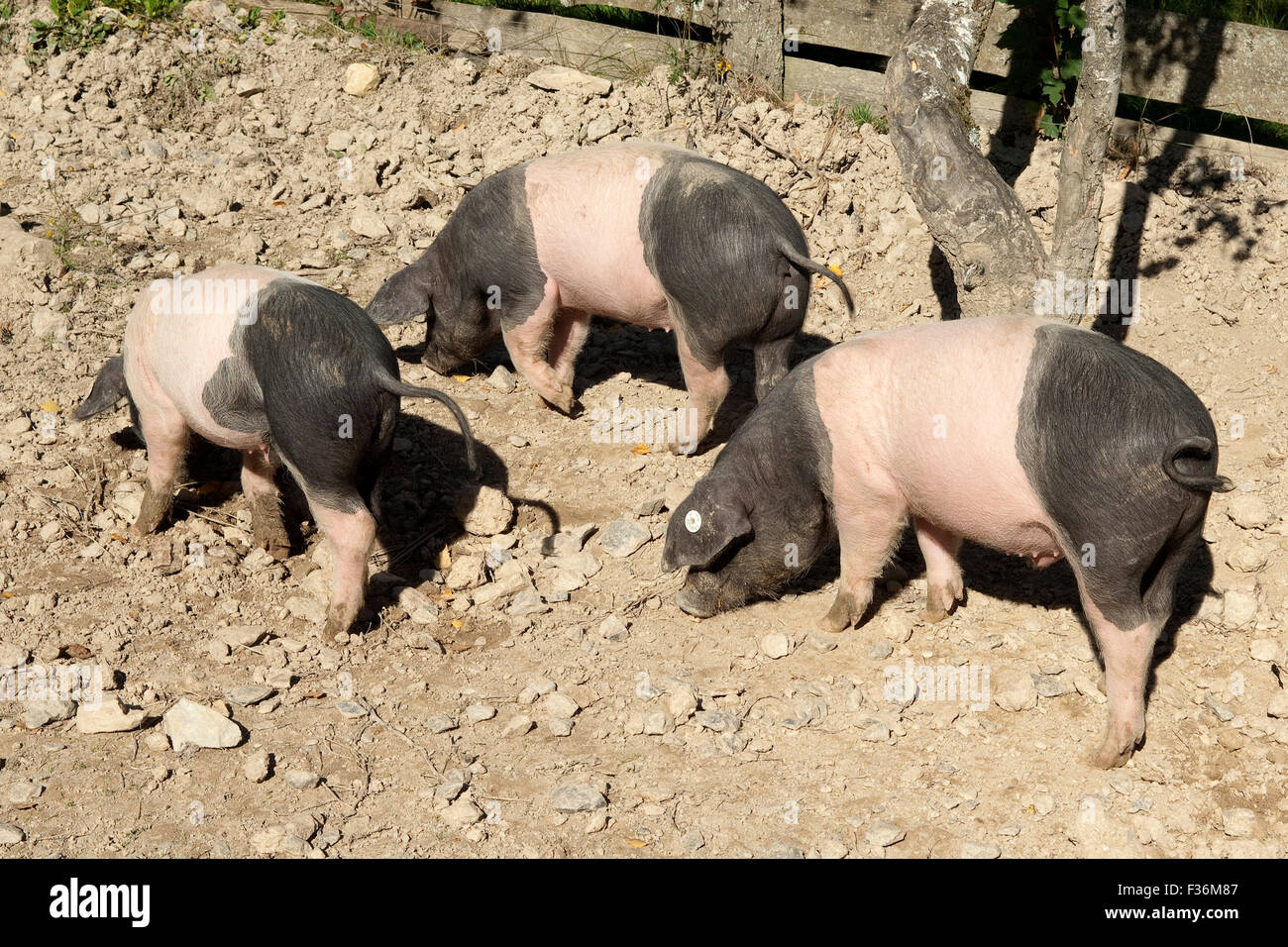 Sattelschwein, Deutsche, Nutztierrasse Stockfoto