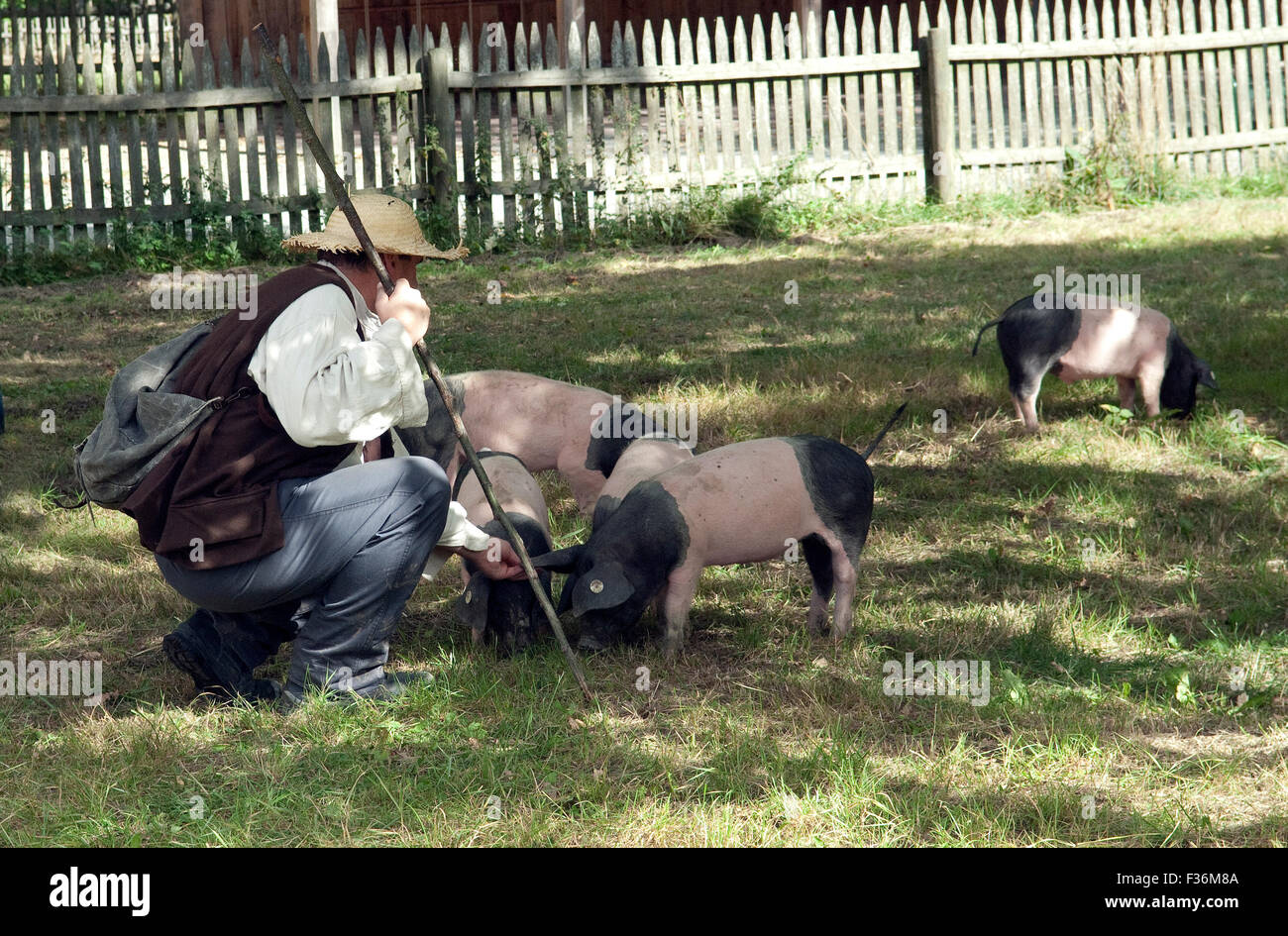 Sattelschwein, Deutsche, Nutztierrasse Stockfoto