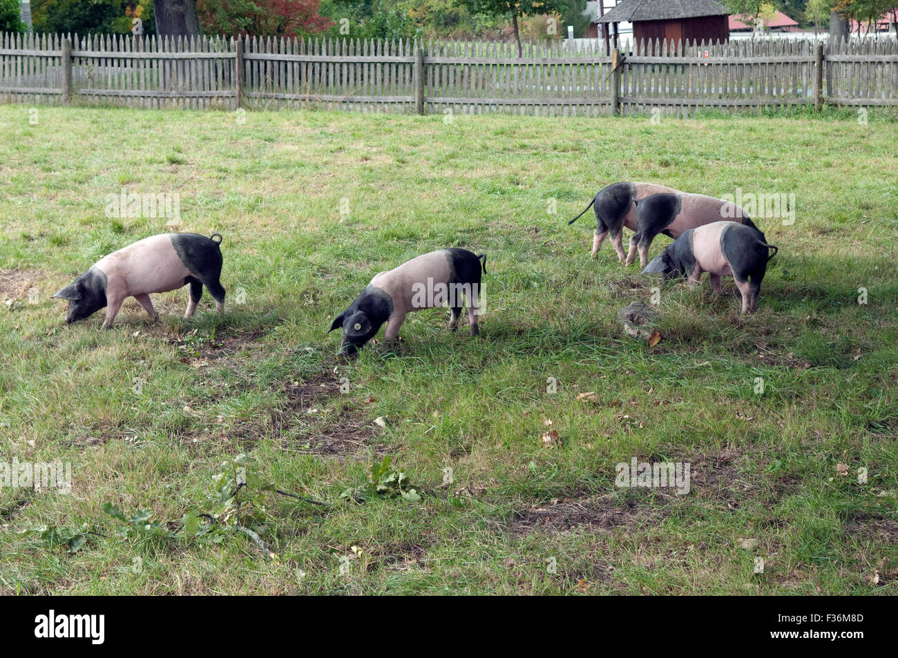 Sattelschwein, Deutsche, Nutztierrasse Stockfoto