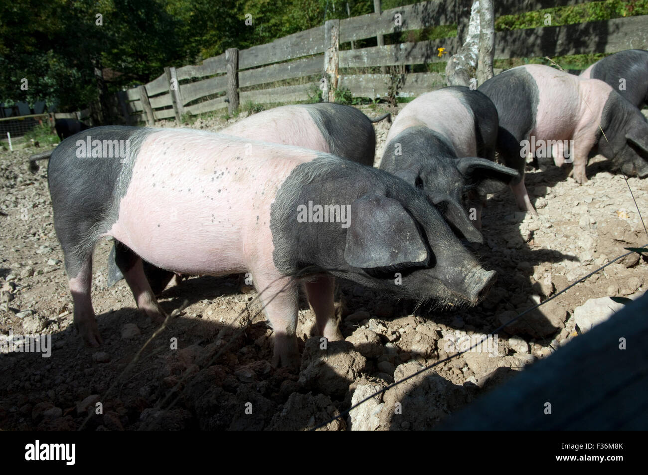 Sattelschwein, Deutsche, Nutztierrasse Stockfoto