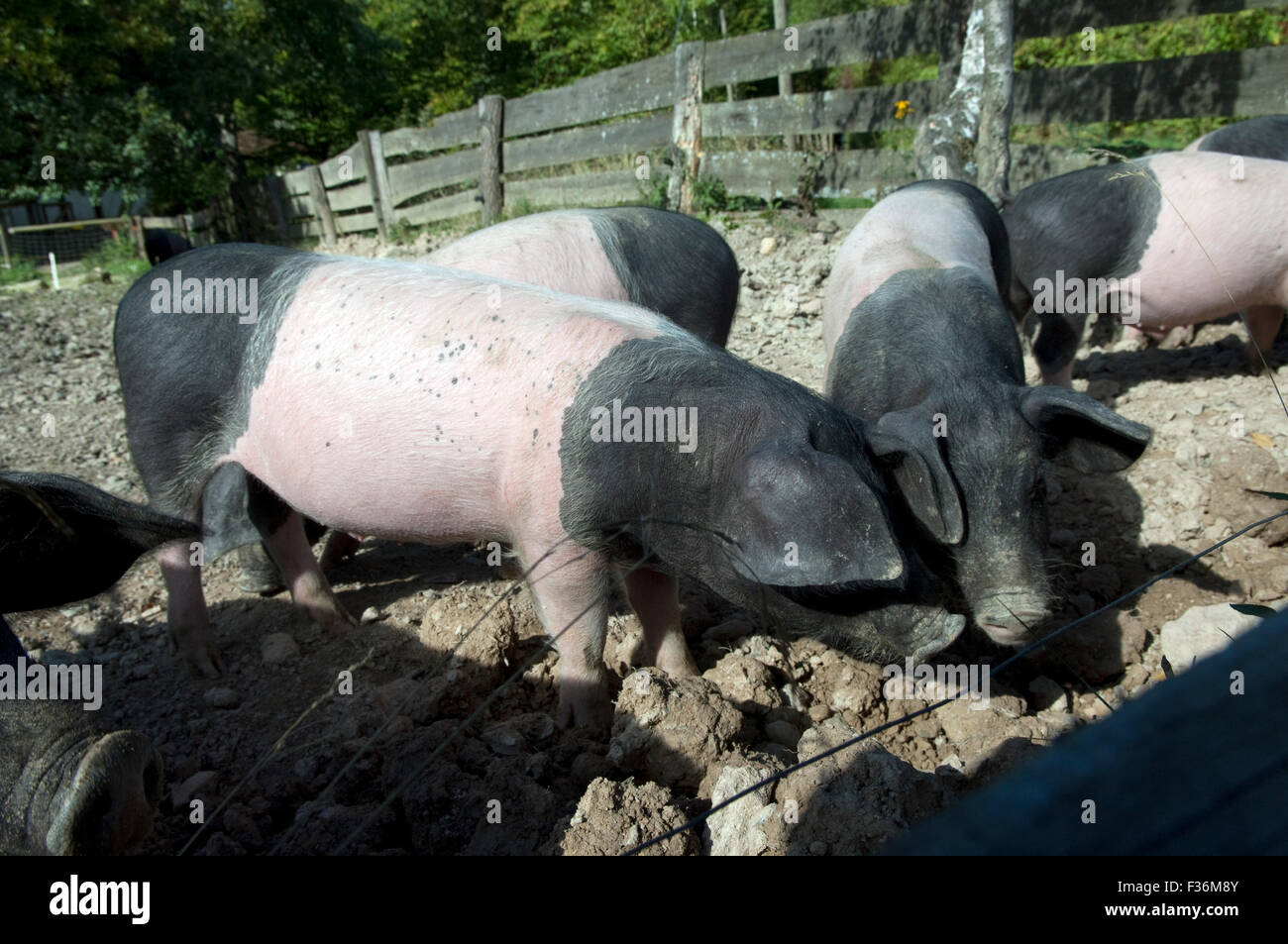 Sattelschwein, Deutsche, Nutztierrasse Stockfoto
