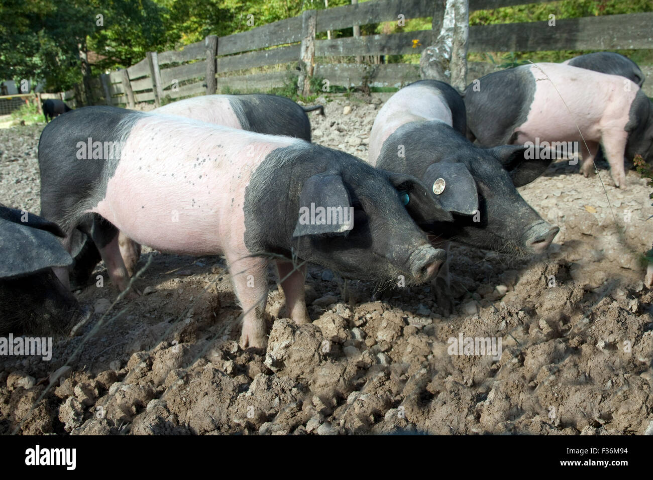 Sattelschwein, Deutsche, Nutztierrasse Stockfoto