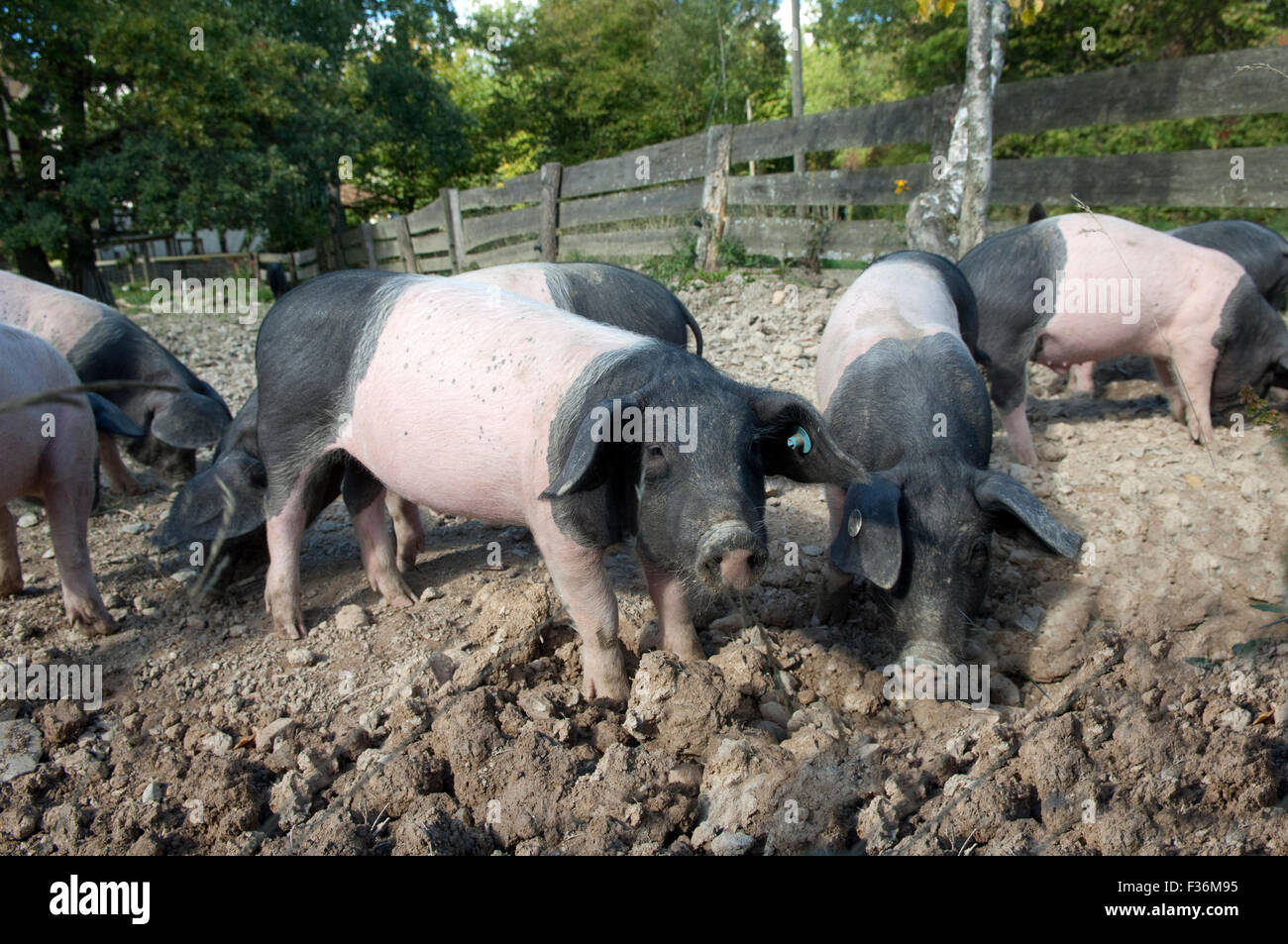 Sattelschwein, Deutsche, Nutztierrasse Stockfoto