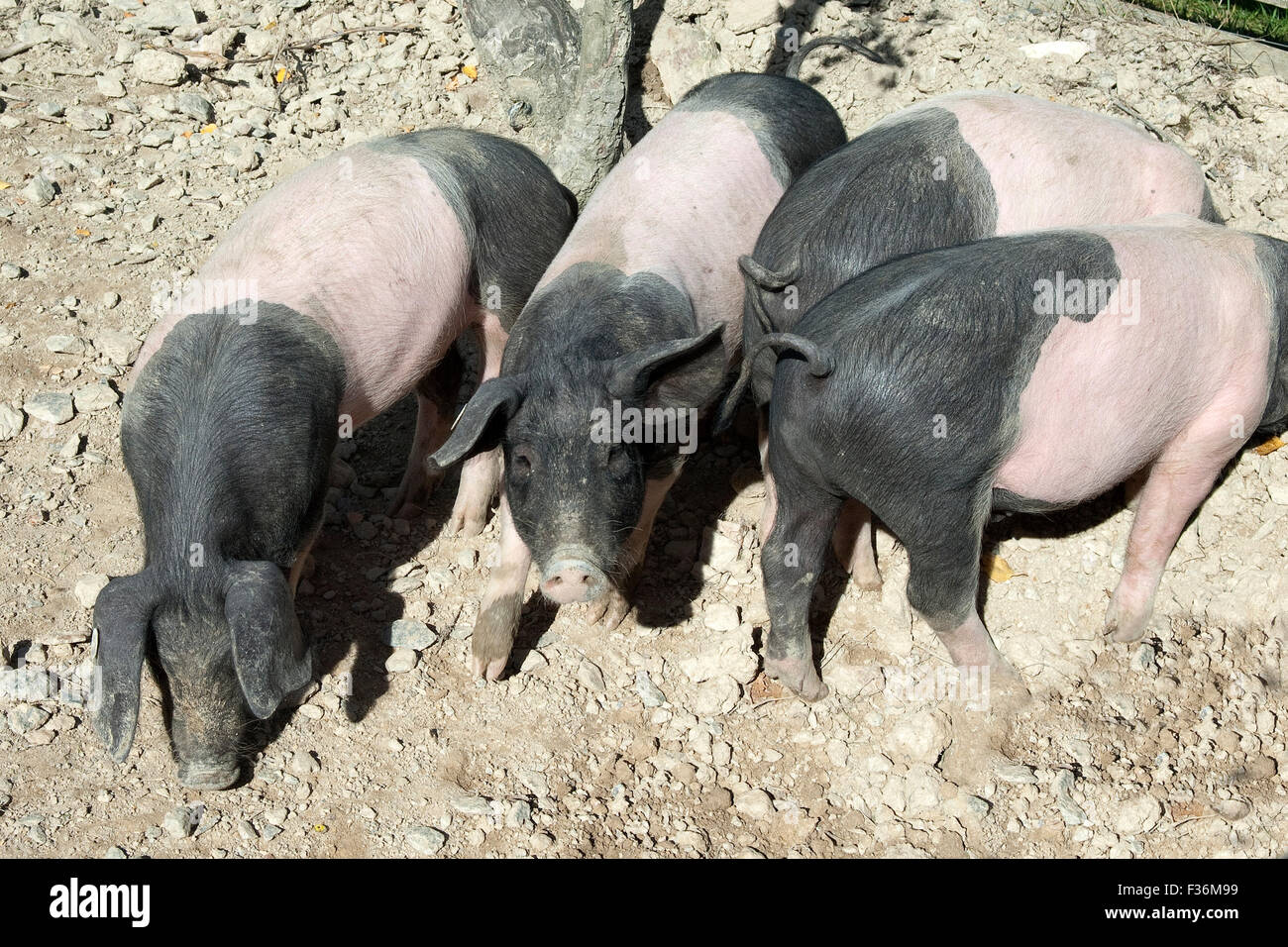 Sattelschwein, Deutsche, Nutztierrasse Stockfoto
