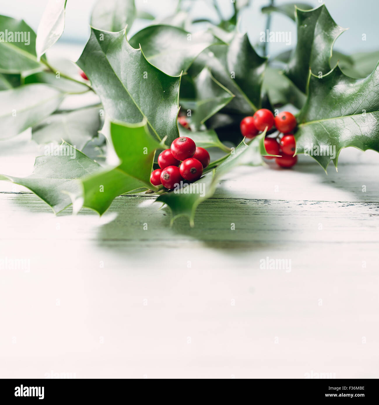 Stechpalme (Ilex Aquifolium) Blätter und Früchte Stockfoto