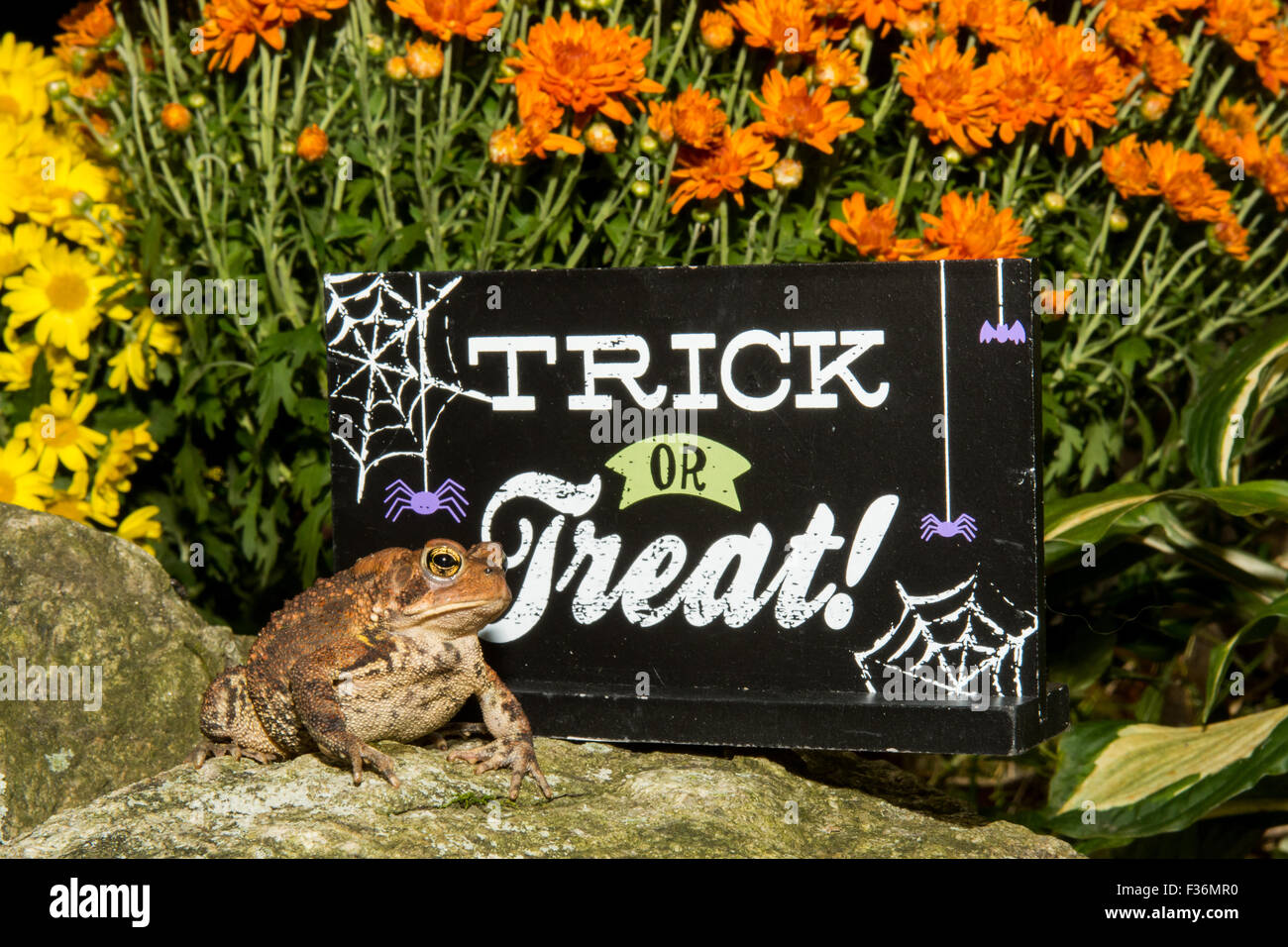 Halloween-Kröte Stockfoto