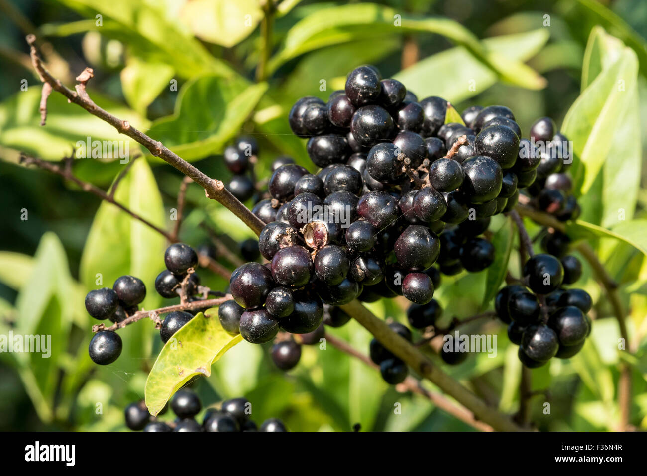 Eine Reihe von schwarzen Beeren wild Liguster Stockfoto