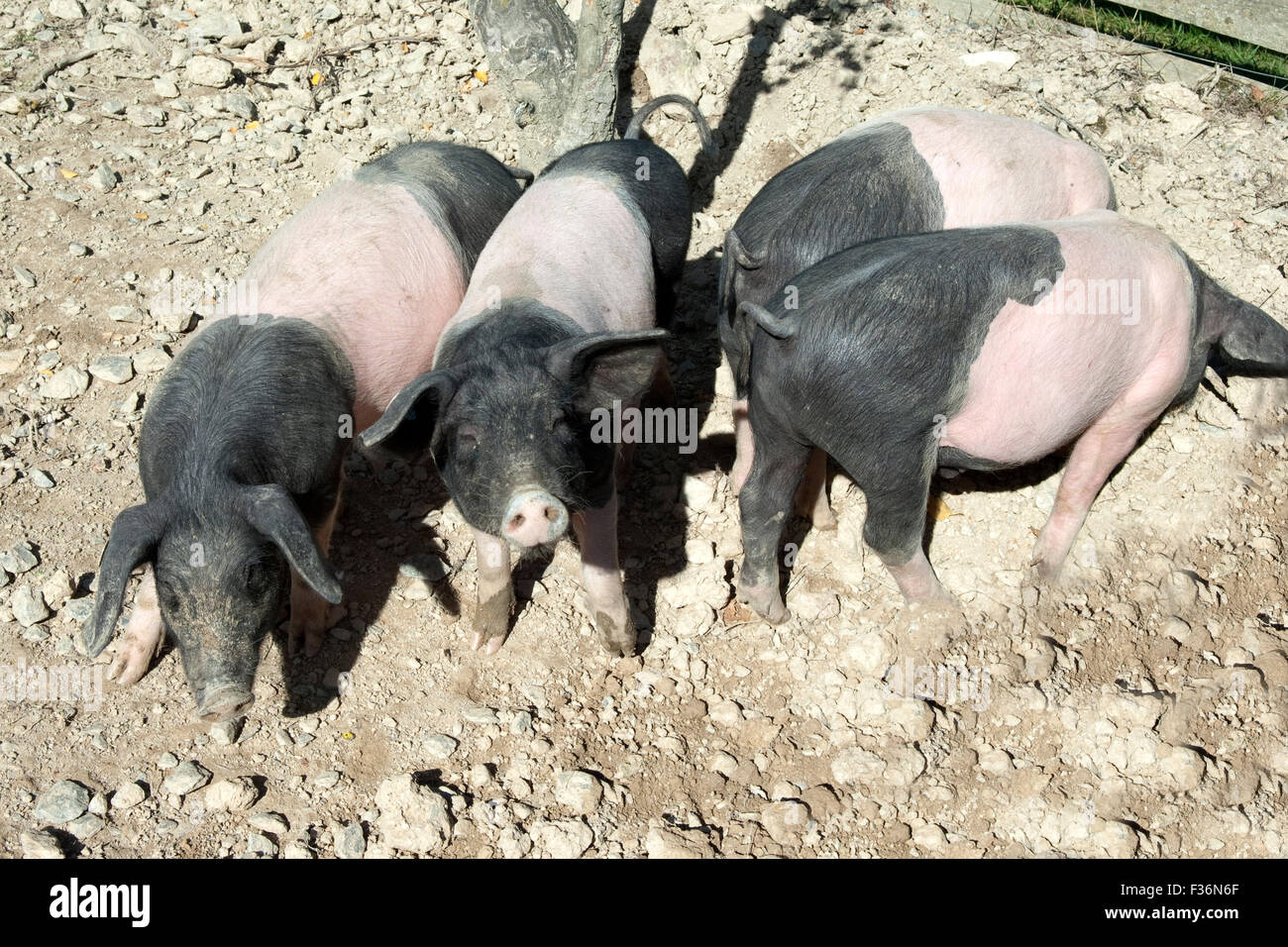Sattelschwein, Deutsche, Nutztierrasse Stockfoto