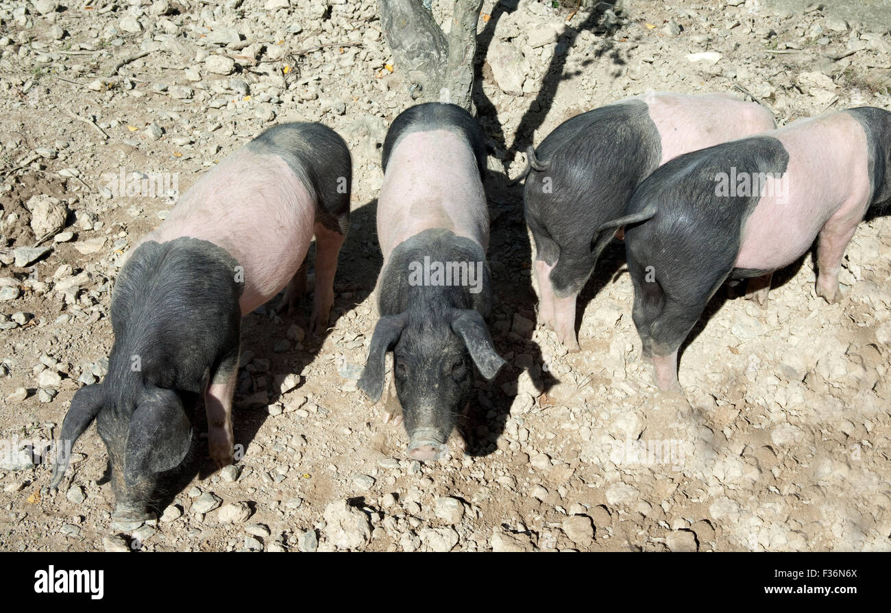 Sattelschwein, Deutsche, Nutztierrasse Stockfoto