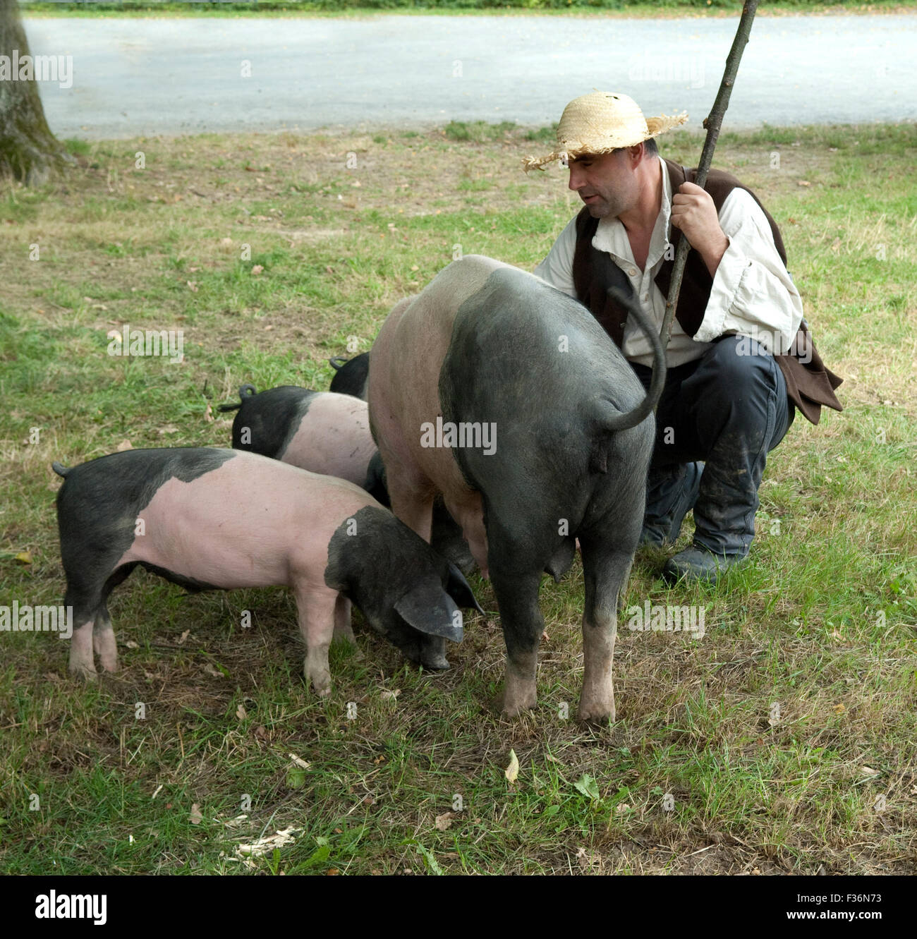 Sattelschwein, Deutsche, Nutztierrasse Stockfoto