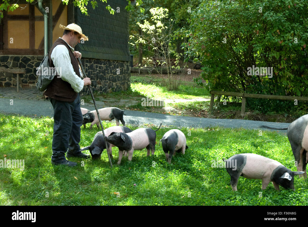 Sattelschwein, Deutsche, Nutztierrasse Stockfoto