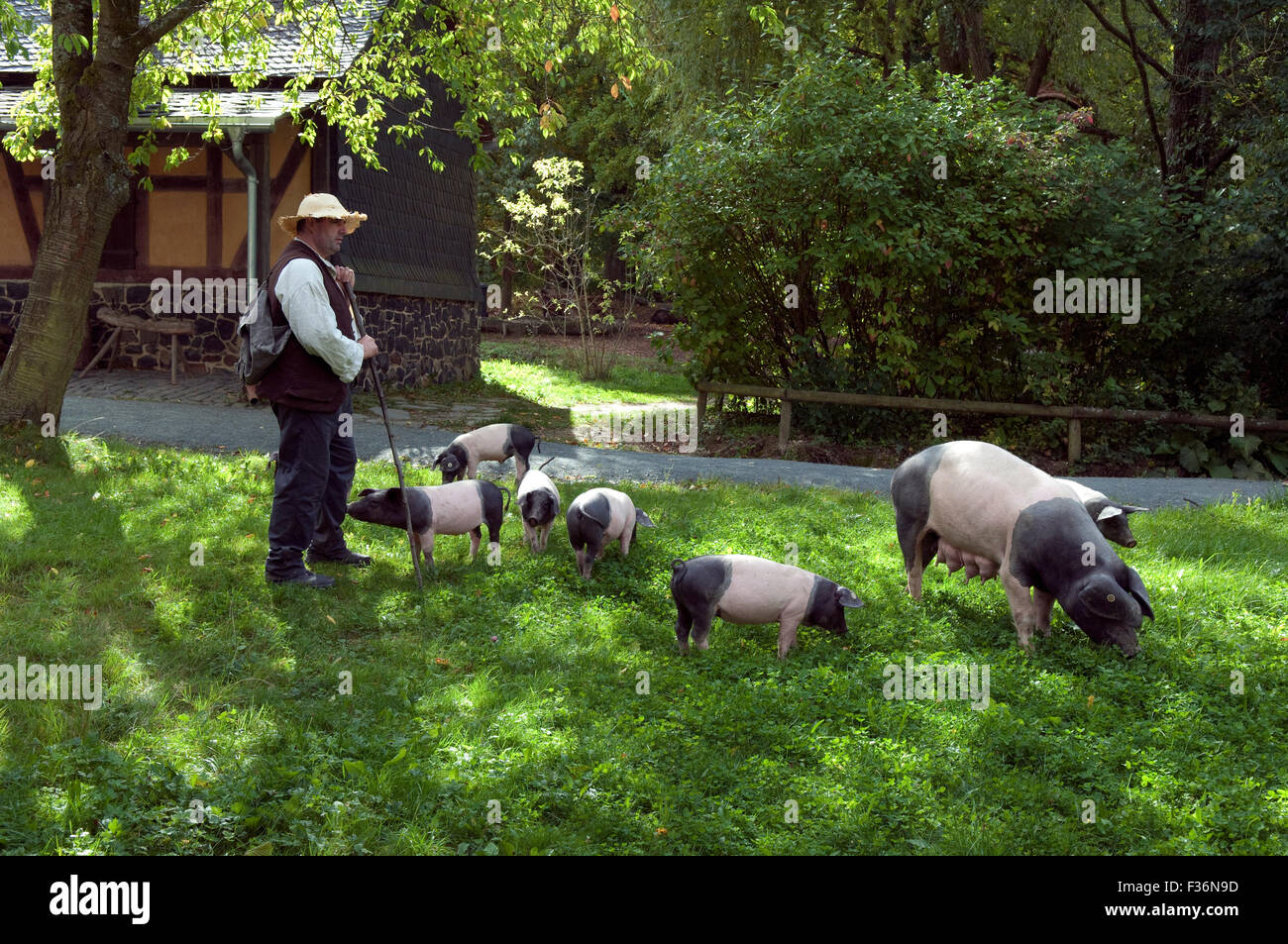 Sattelschwein, Deutsche, Nutztierrasse Stockfoto