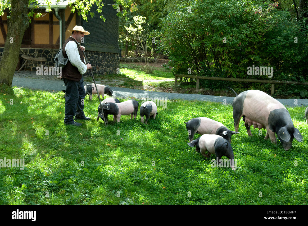 Sattelschwein, Deutsche, Nutztierrasse Stockfoto