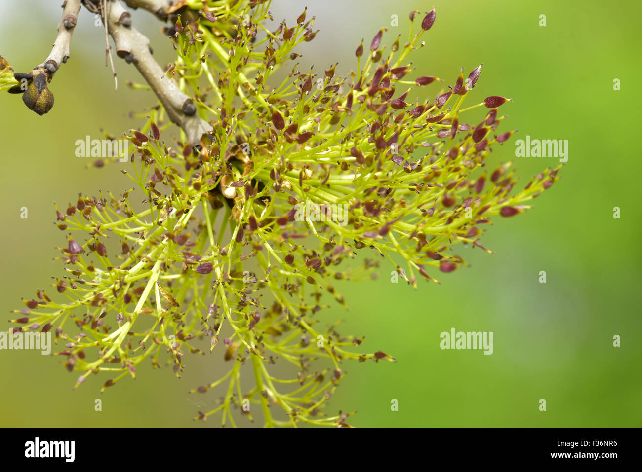 Zweig der Blüte im Frühjahr Stockfoto