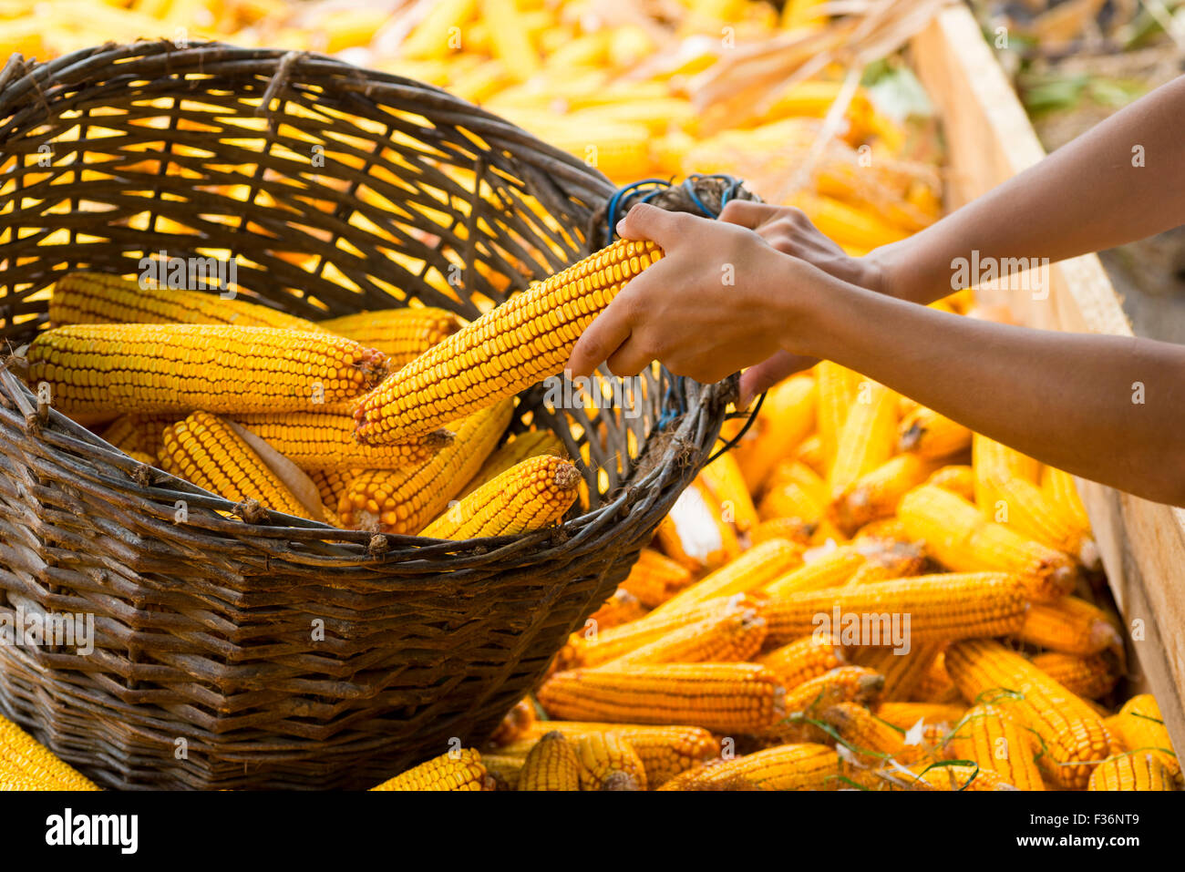 Menschliche Hände halten Mais nach der Ernte Stockfoto