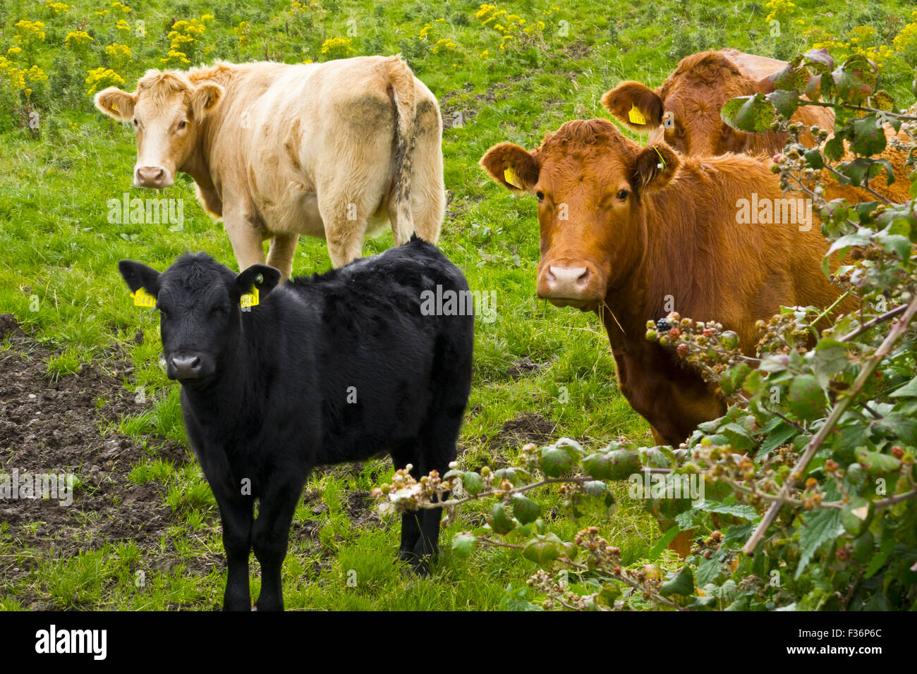 Irische Kühe Rinder Stockfoto