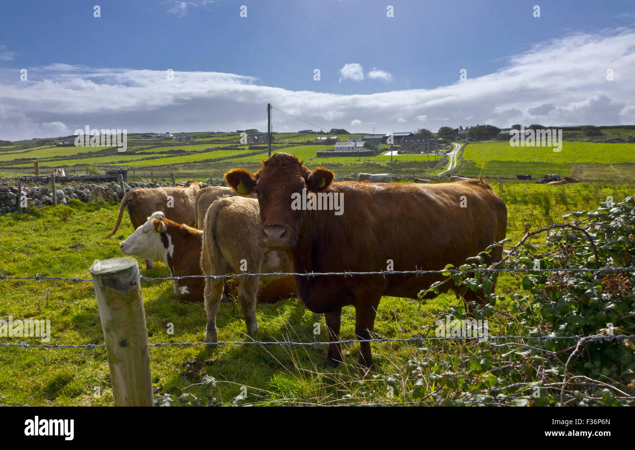 Irische Kühe Rinder Stockfoto