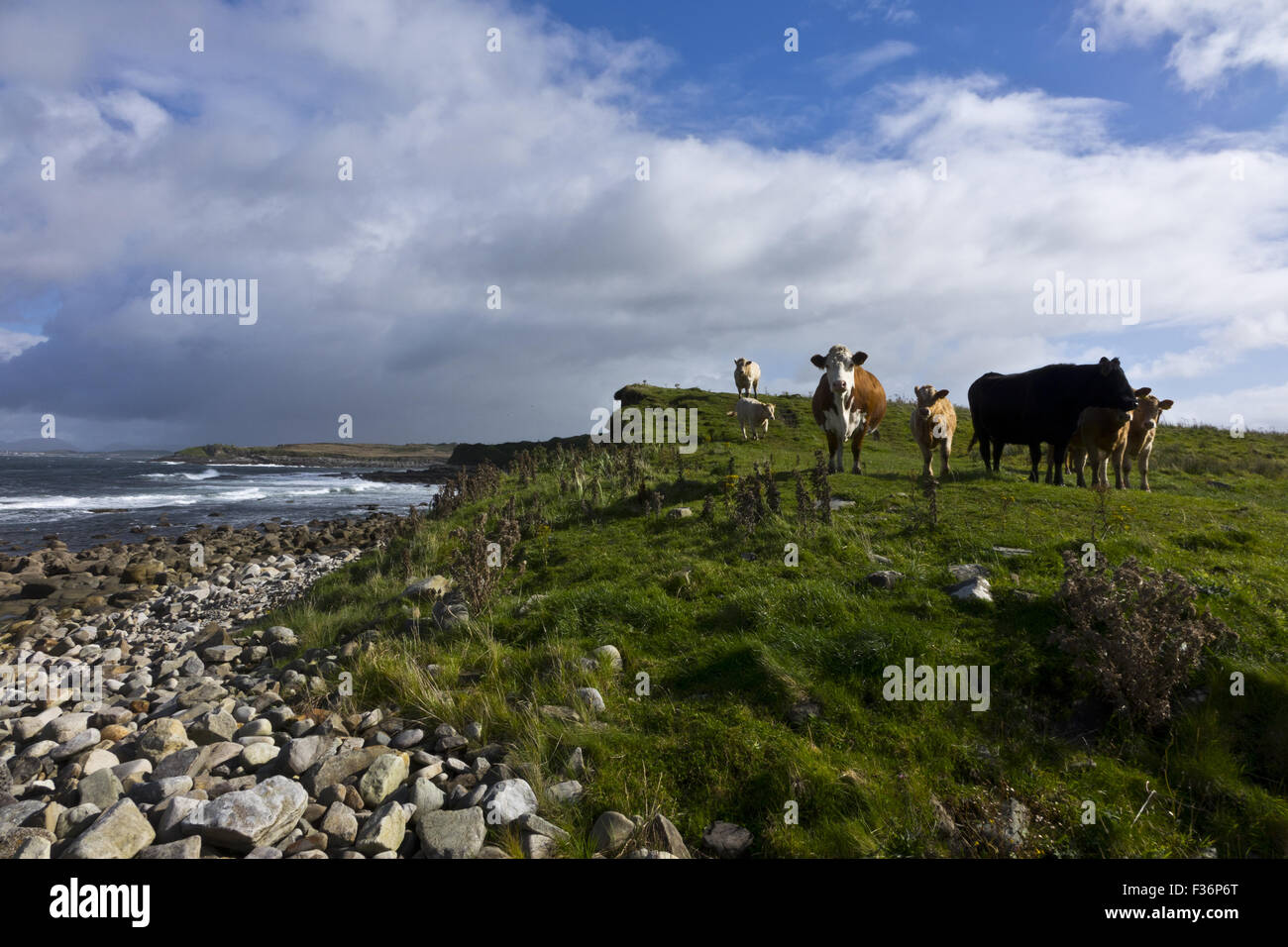 Irische Rinder Kühe Stockfoto