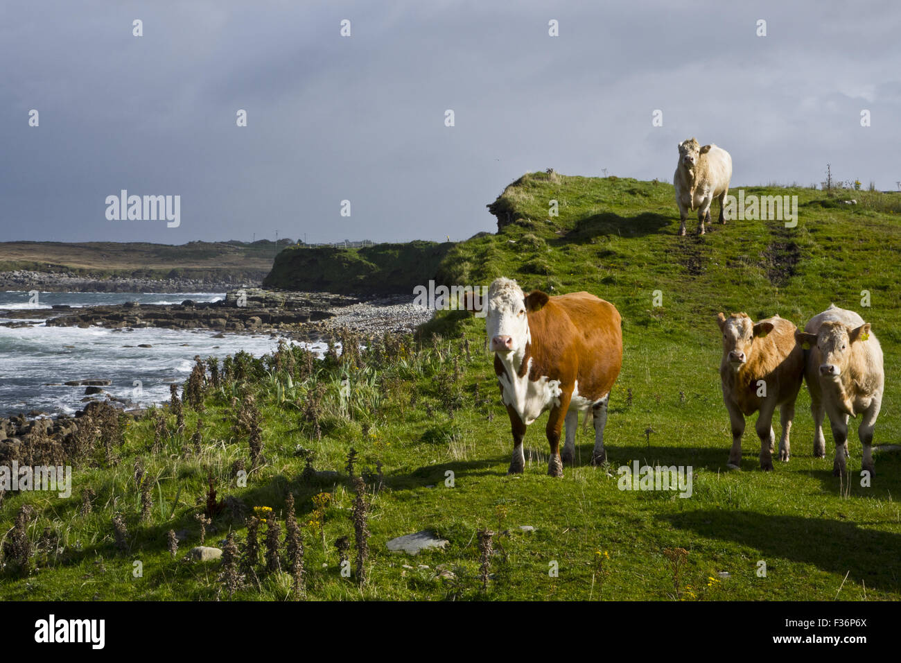 Irische Rinder Kühe Stockfoto