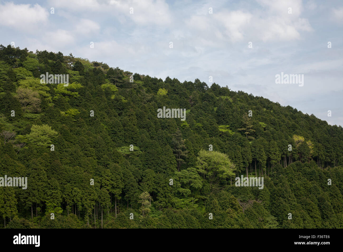 Grünen Waldhügel mit blauen Himmel und Wolken Stockfoto