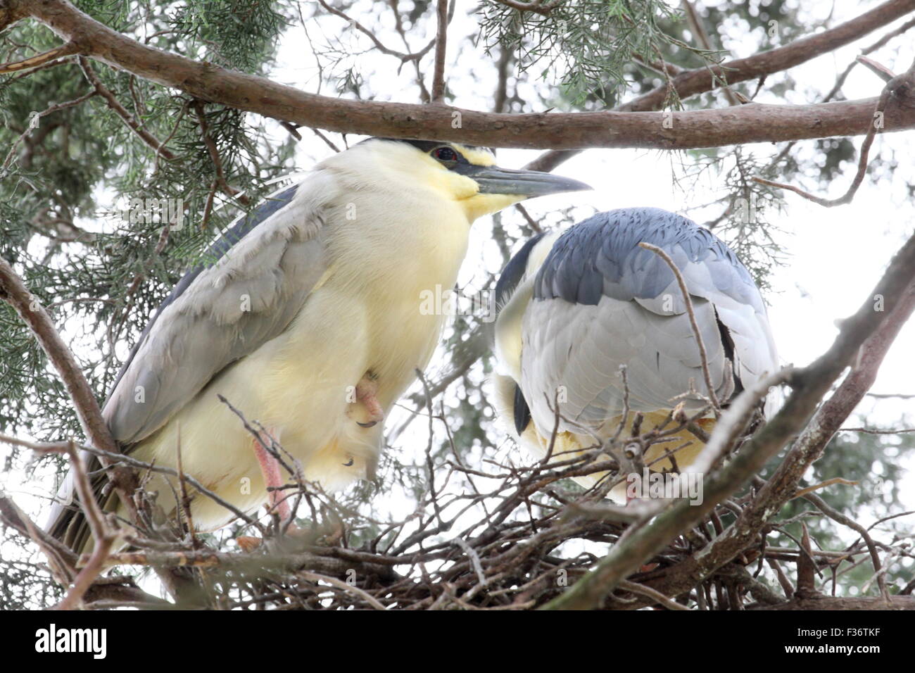 Zwei Reiher in ihrem Nest. Stockfoto