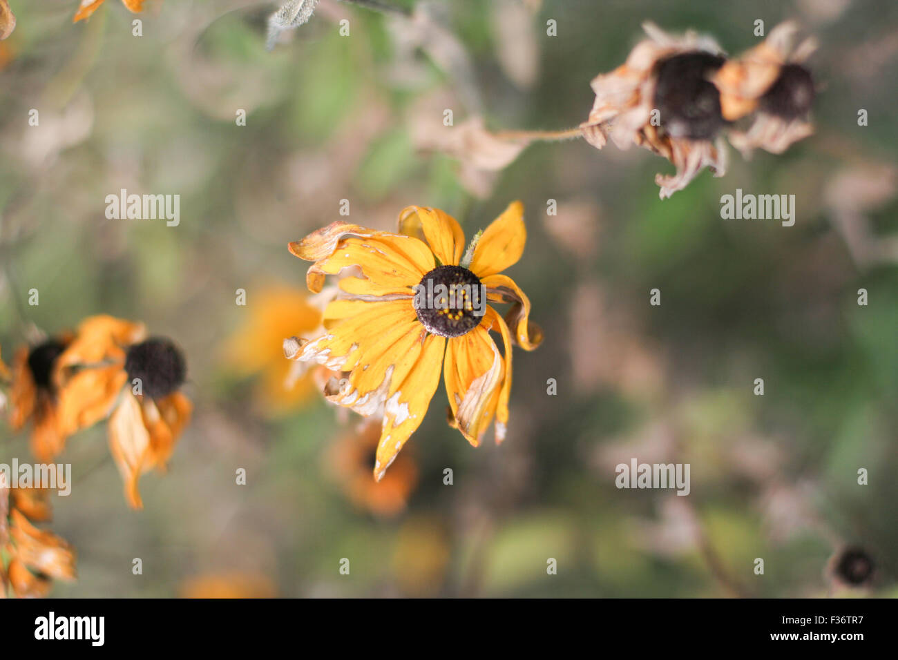 getrocknete Gänseblümchen Blumen welken Stockfoto