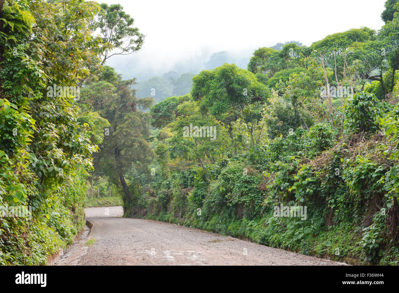 Weg durch reiche Hochland Vegetation entlang der koffeinhaltigen Gemeinschaft in Apaneca, El Salvador Stockfoto
