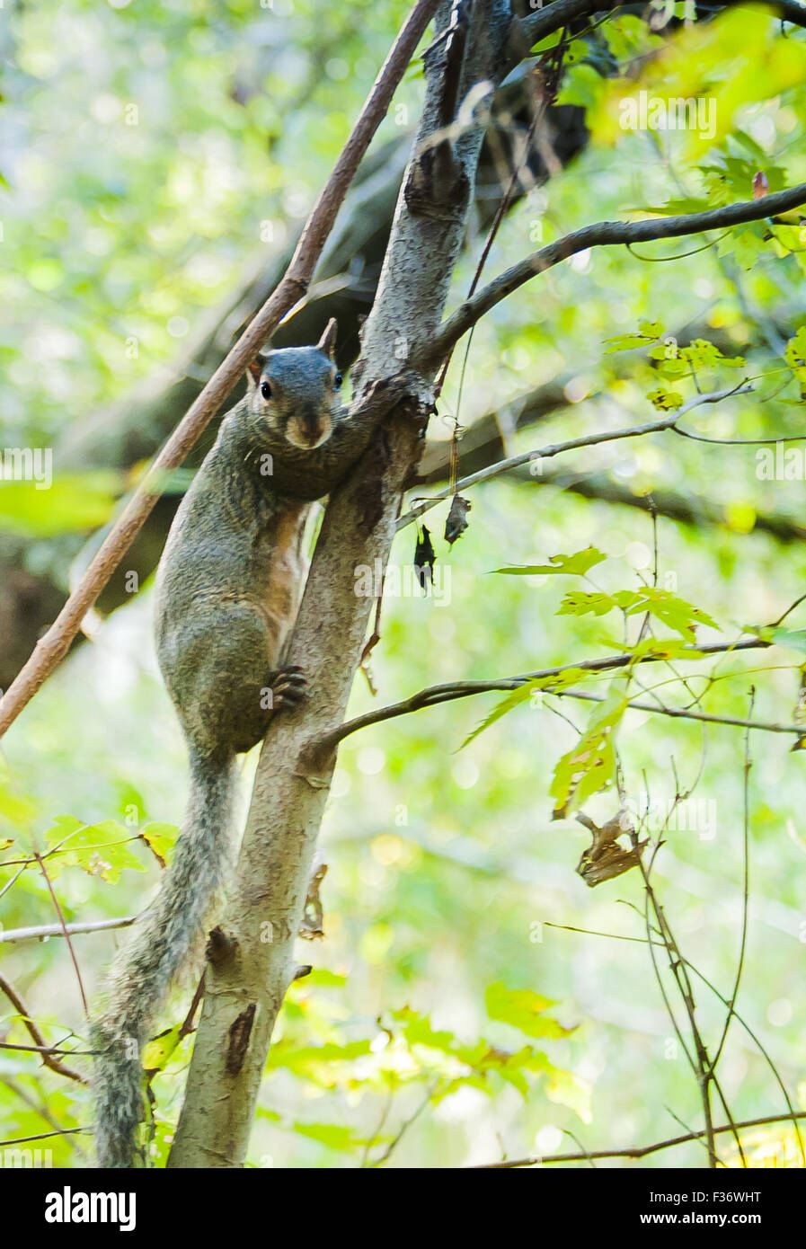 Eichhörnchen Sie auf dem Ast Baum im park Stockfoto