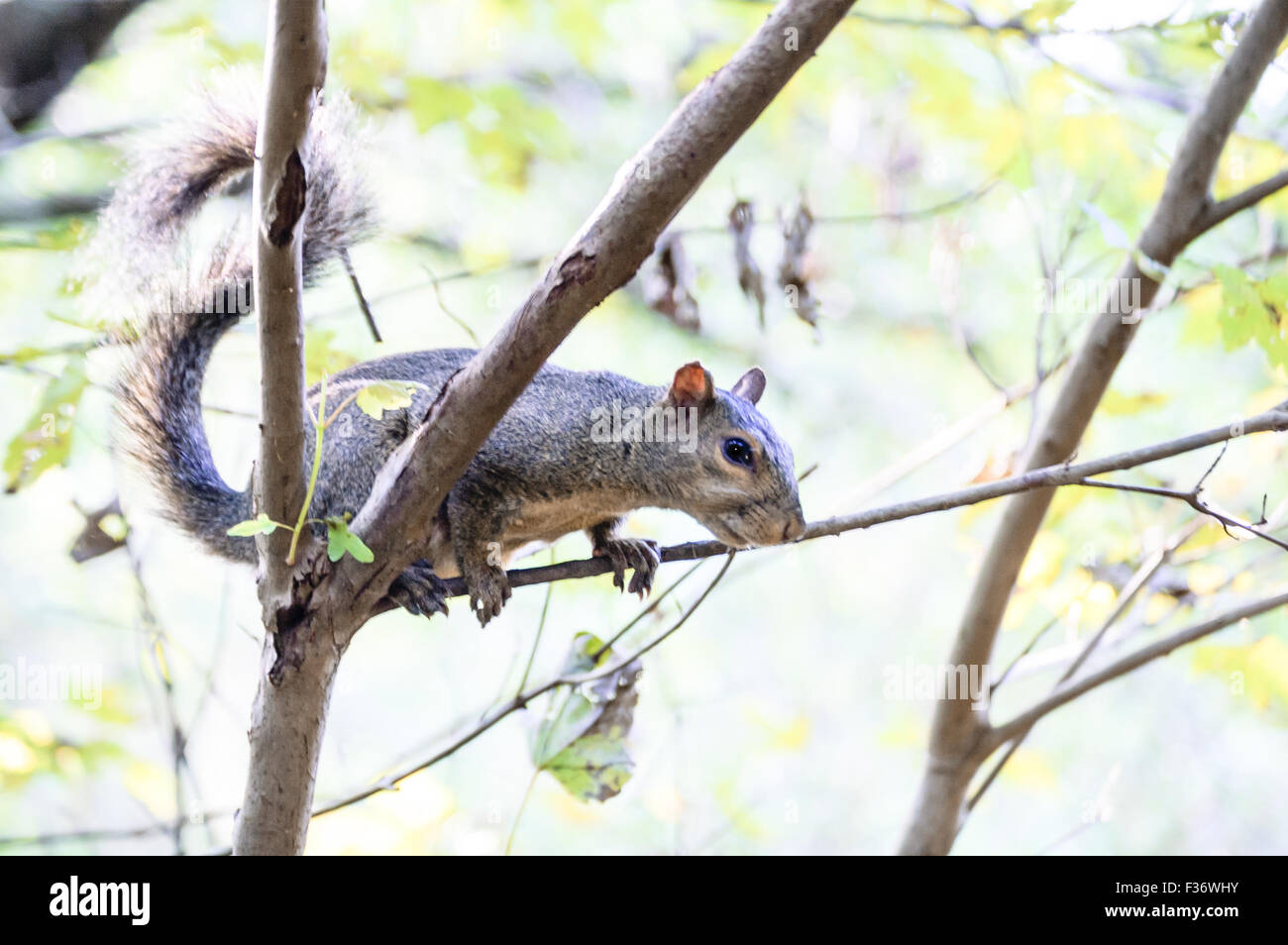Eichhörnchen Sie auf dem Ast Baum im park Stockfoto