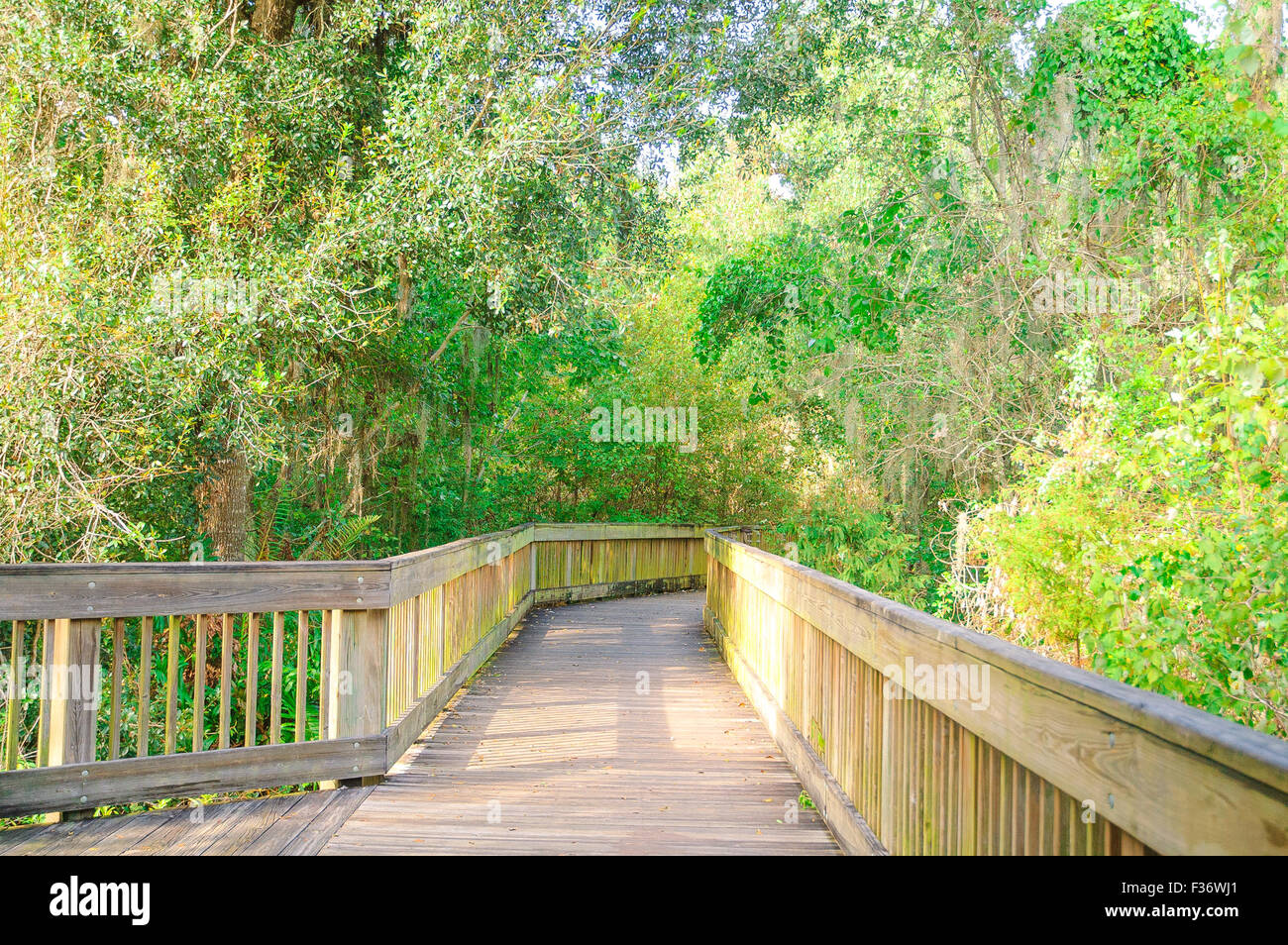 Park, Baum, grün, Sommer, Natur, Natur, Wald, Frühling, Sonne, Sonnenschein, Entspannung, Dschungel, erhaltene Park, Wandern, Pfad, Wandern, Stockfoto