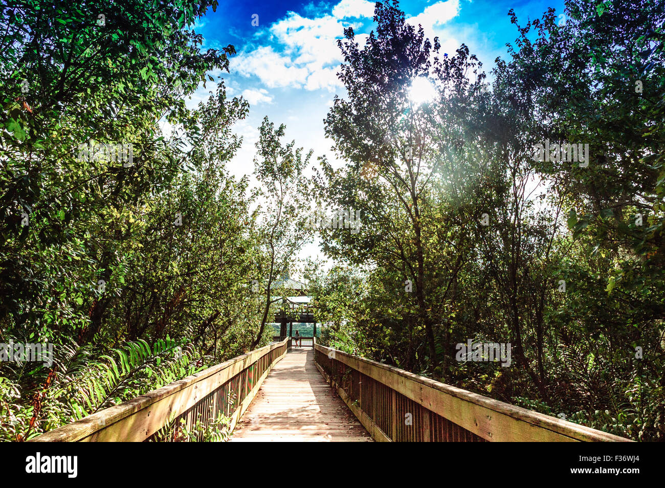 Park, Baum, grün, Sommer, Natur, Natur, Wald, Frühling, Sonne, Sonnenschein, Entspannung, Dschungel, erhaltene Park, Wandern, Pfad, Wandern, Stockfoto