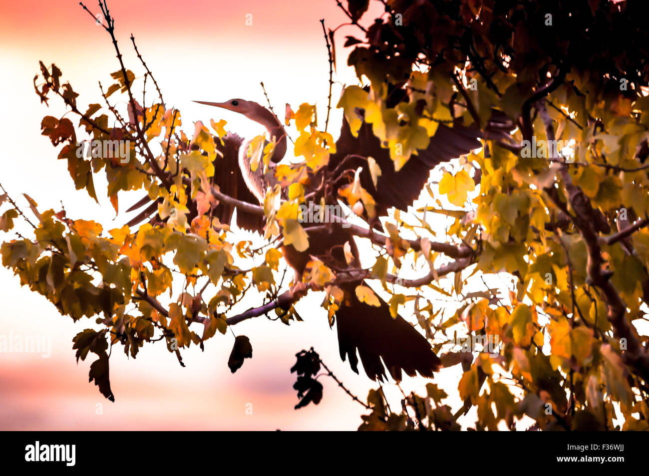 Anhinga Everglades Vogel silhouette Stockfoto