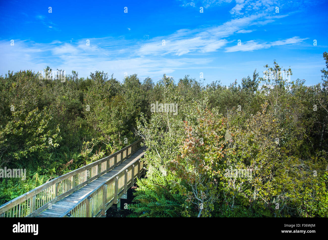 Holz-Brücke im Wald am blauen Himmelshintergrund Stockfoto